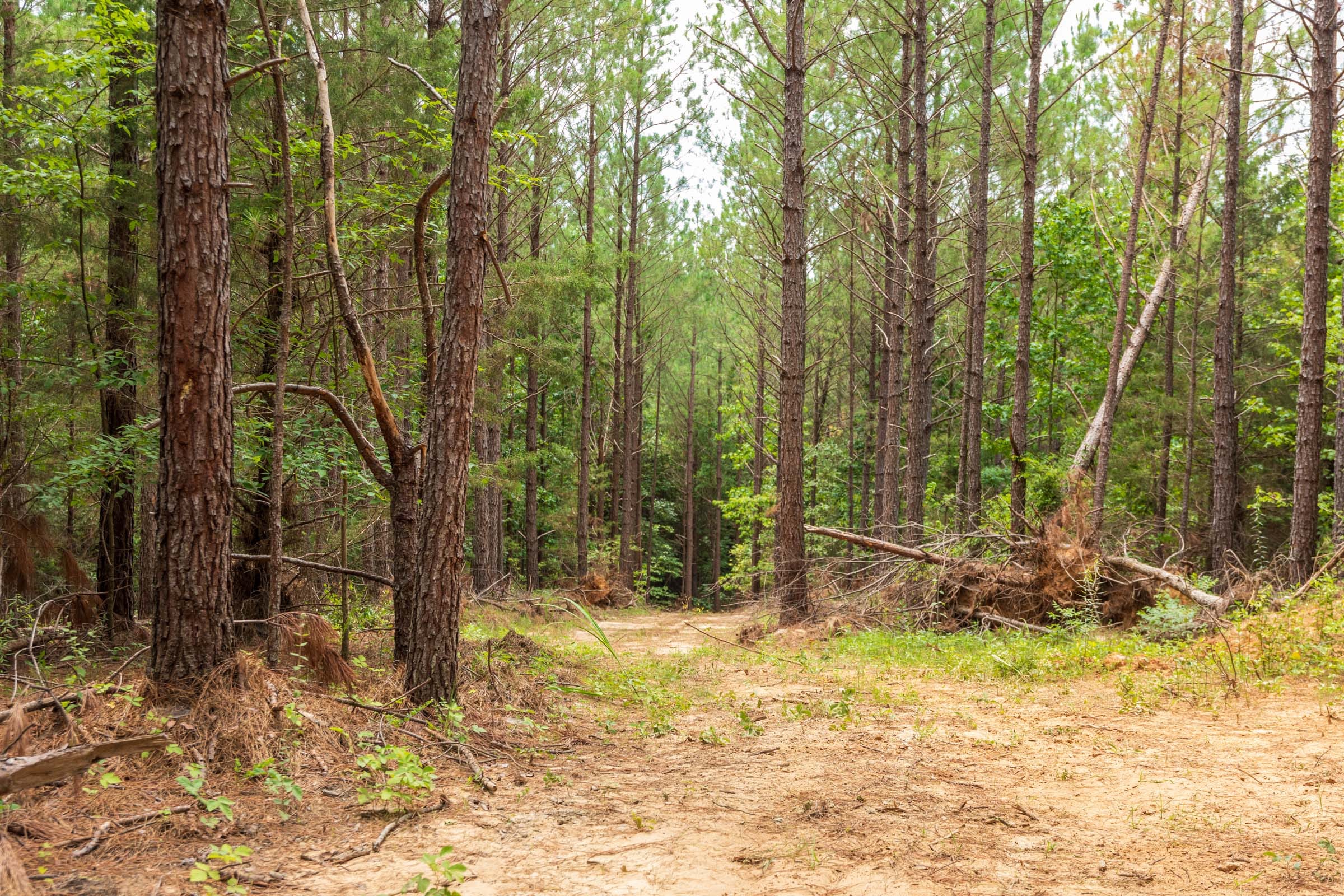 Whiskey Ridge Tract 49 photo 10