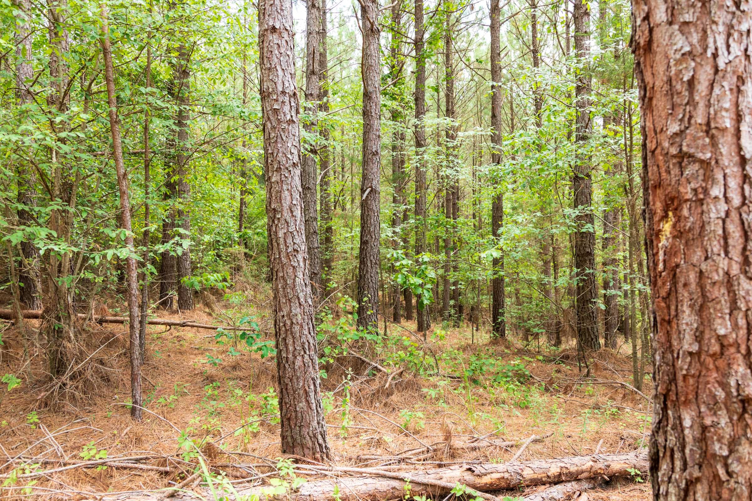 Whiskey Ridge Tract 49 photo 12