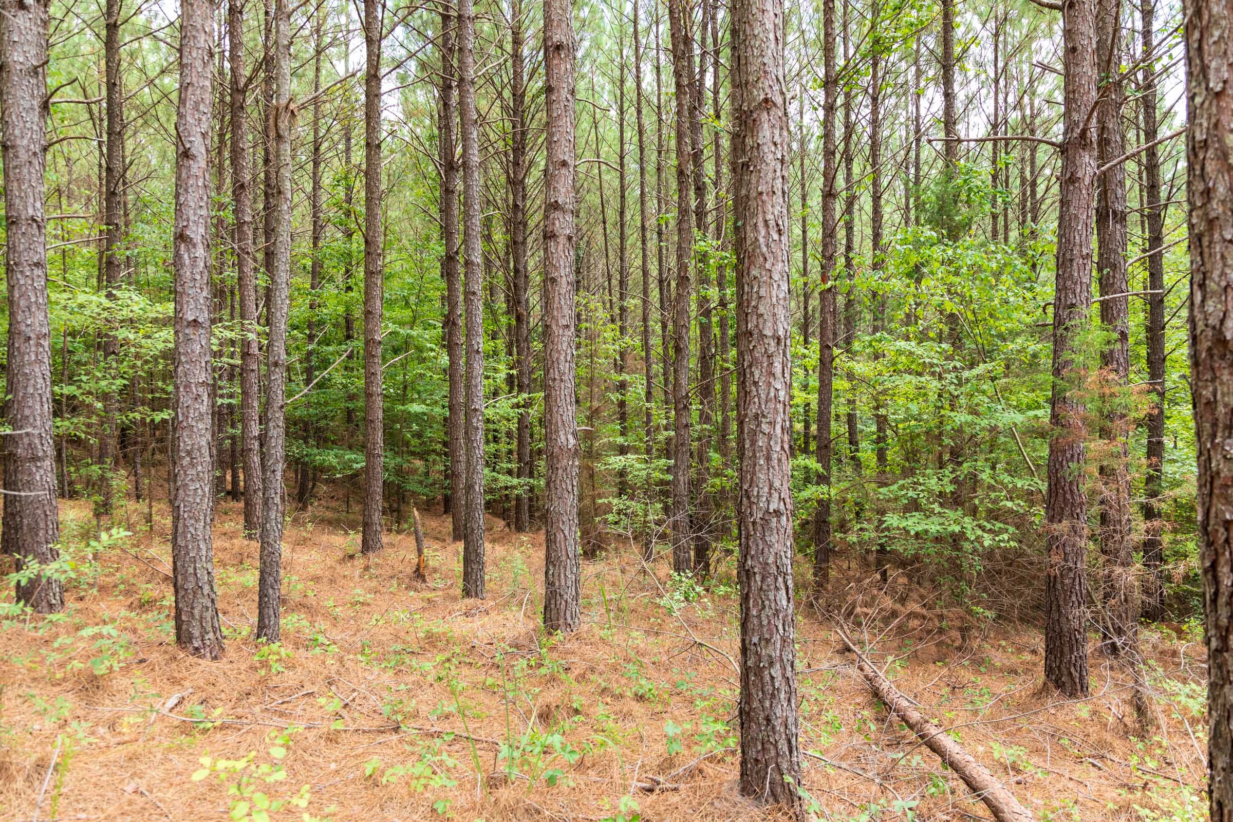Whiskey Ridge Tract 49 photo 14