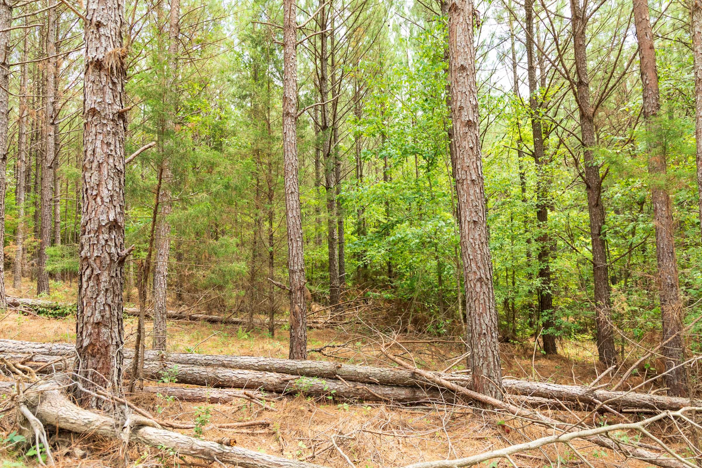 Whiskey Ridge Tract 49 photo 15
