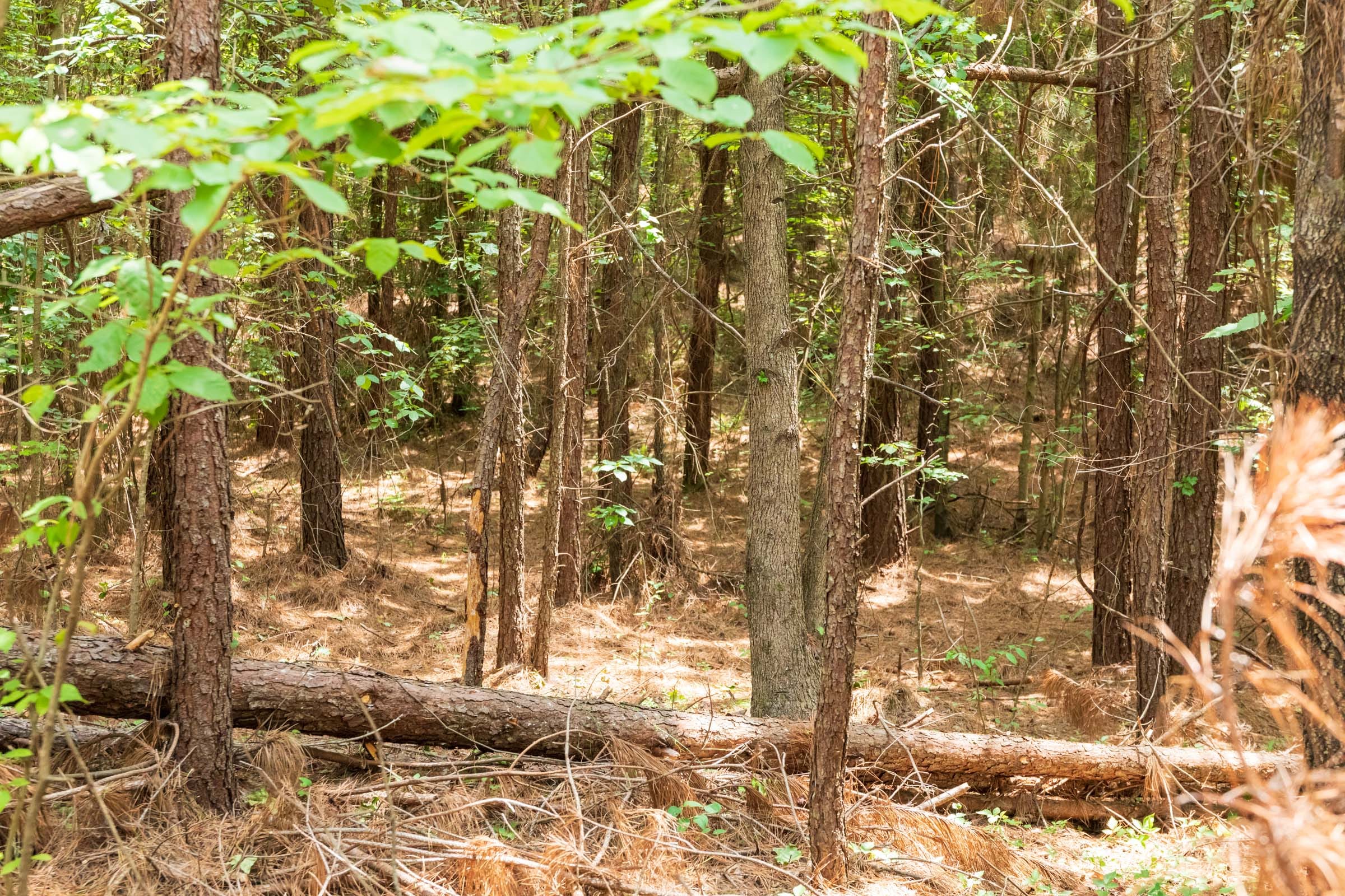 Whiskey Ridge Tract 49 photo 18
