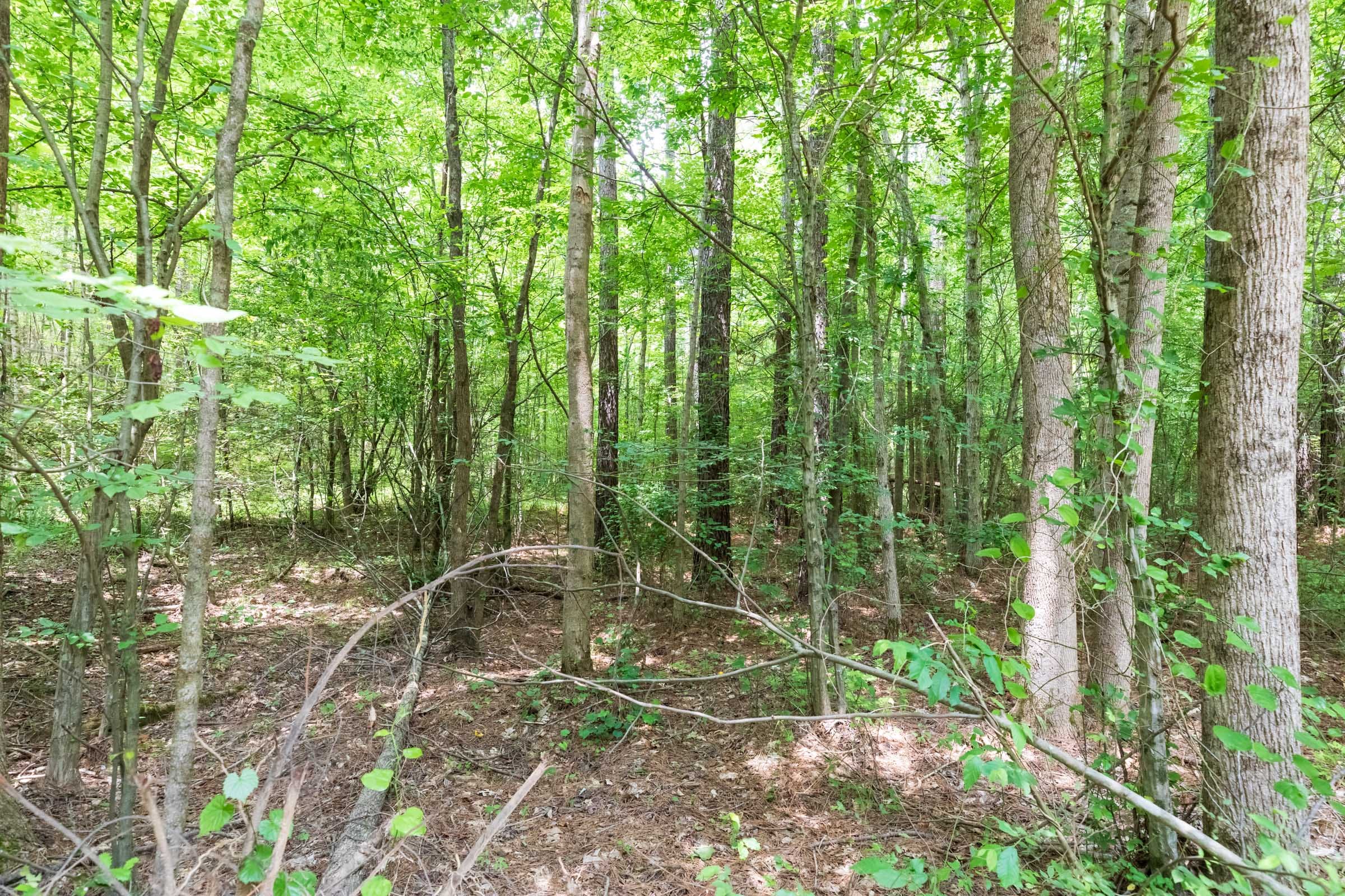 Whiskey Ridge Tract 8 photo 2
