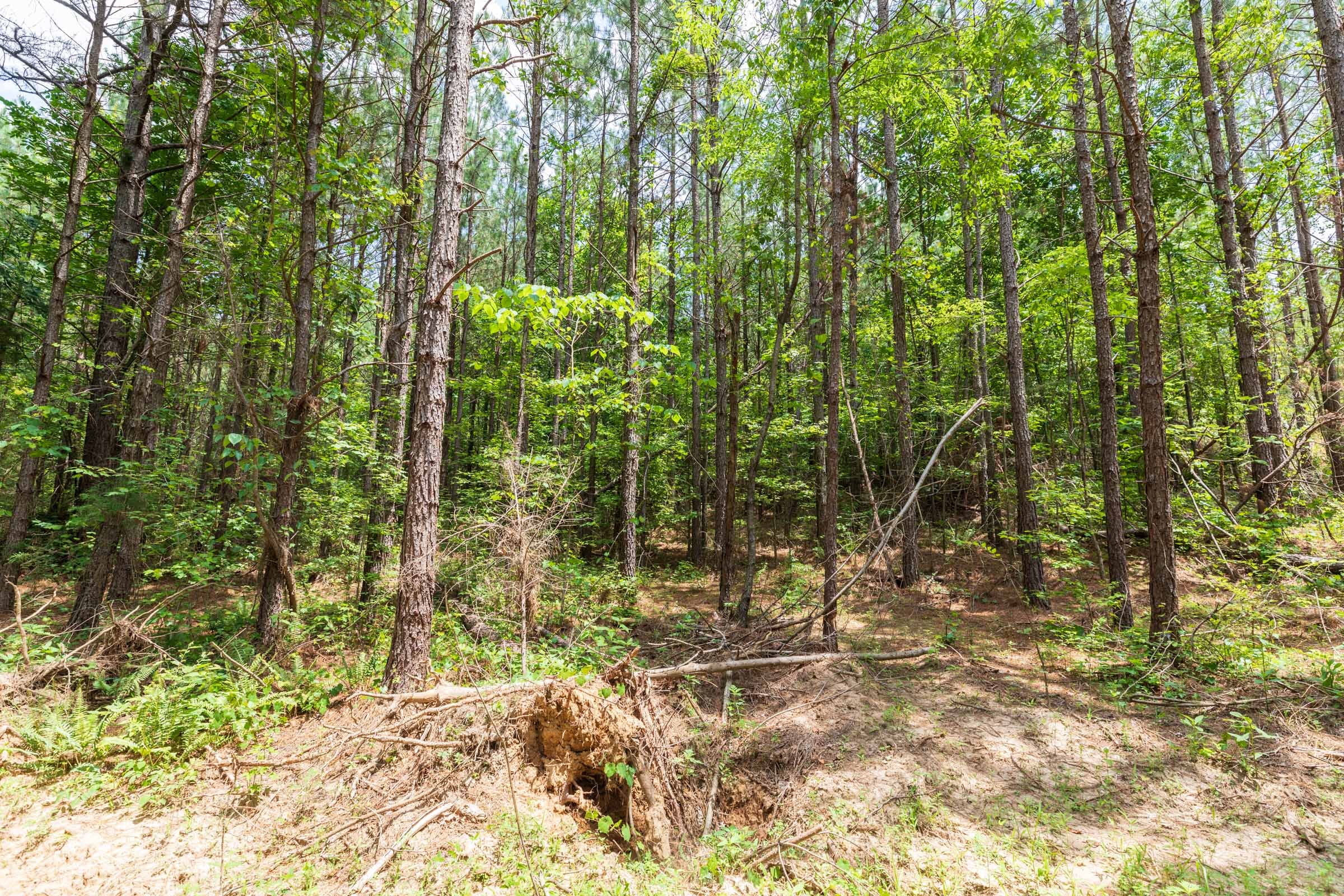 Whiskey Ridge Tract 8 photo 3