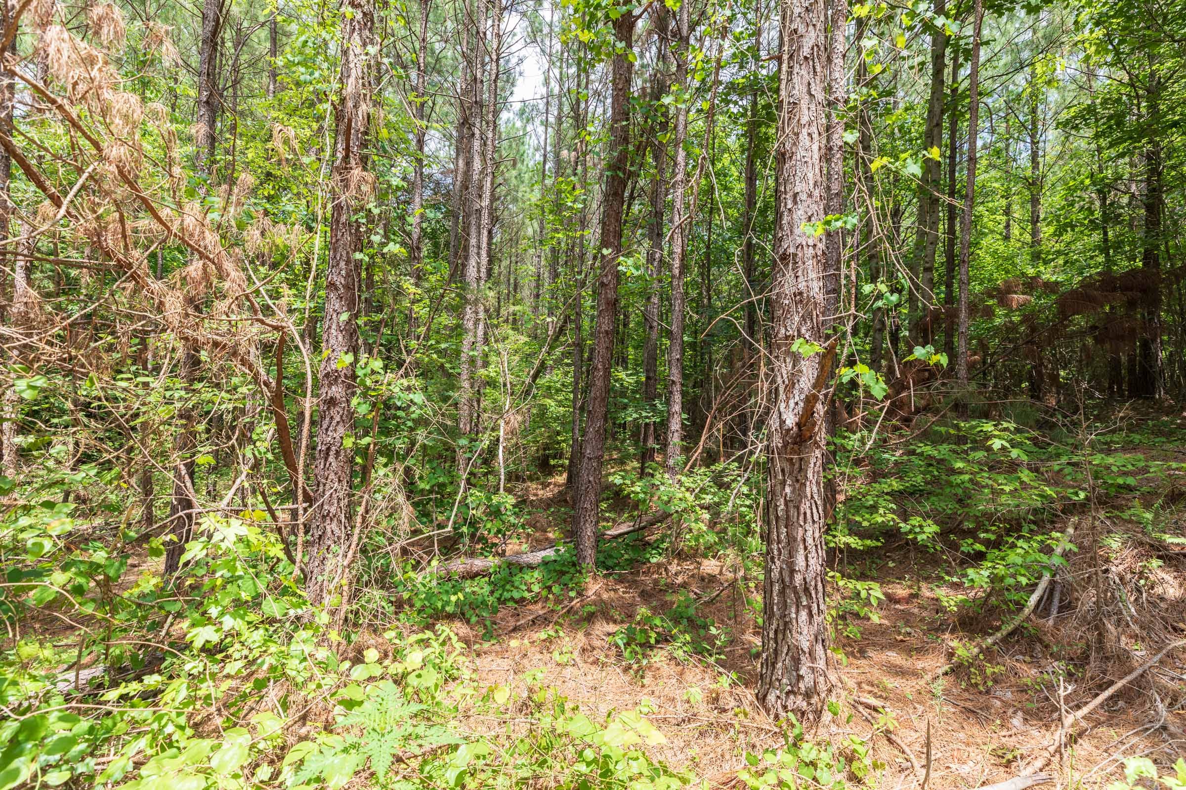 Whiskey Ridge Tract 8 photo 4