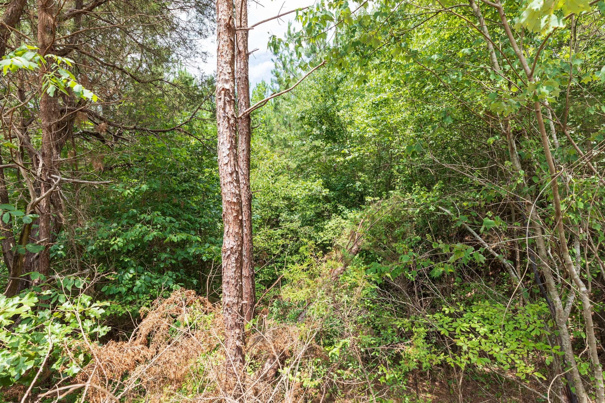 Whiskey Ridge Tract 8 photo 5