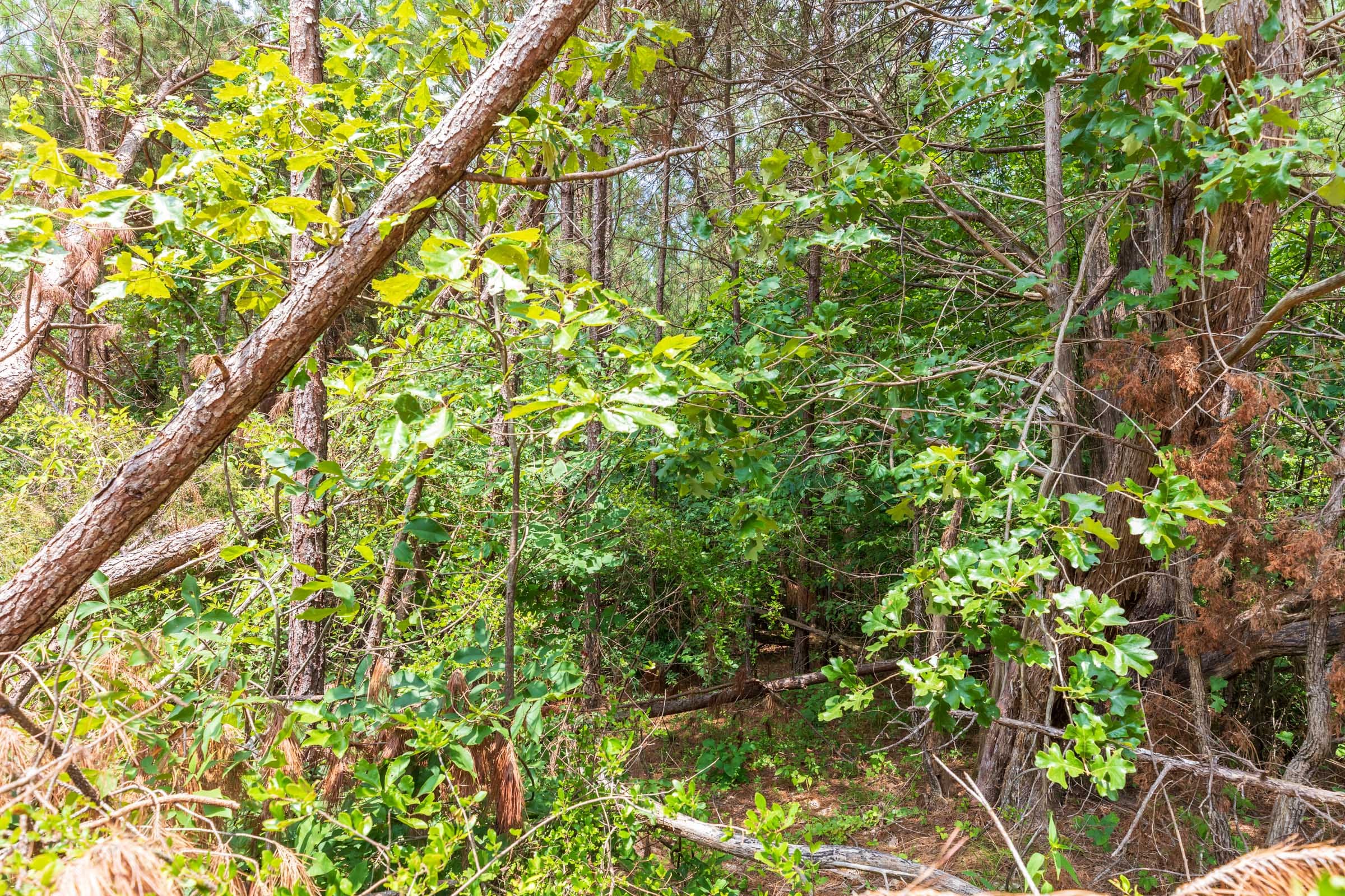 Whiskey Ridge Tract 8 photo 6