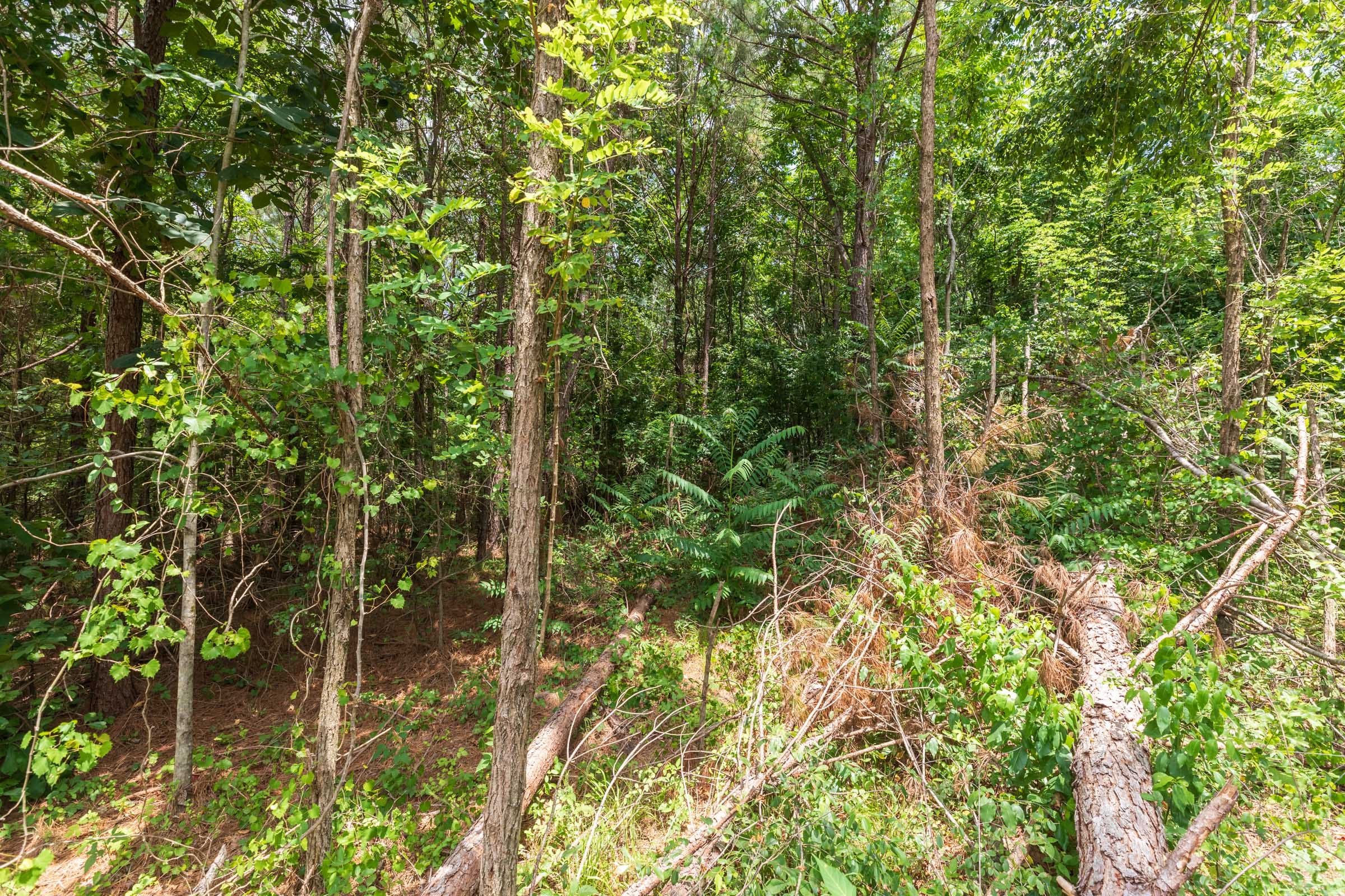 Whiskey Ridge Tract 8 photo 7
