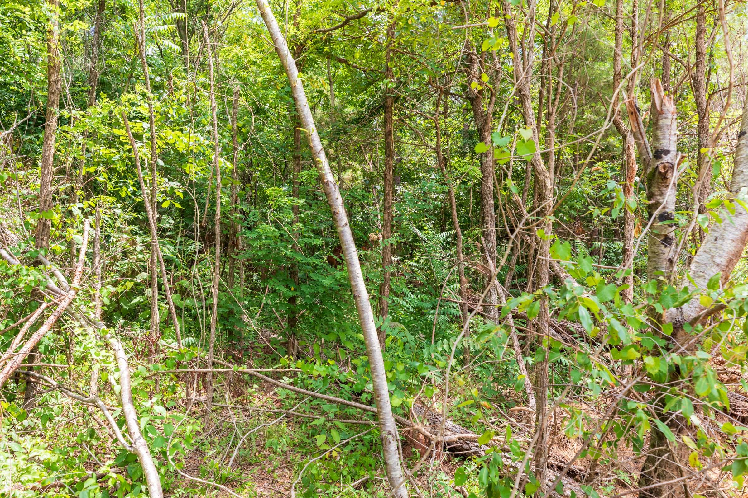 Whiskey Ridge Tract 8 photo 8