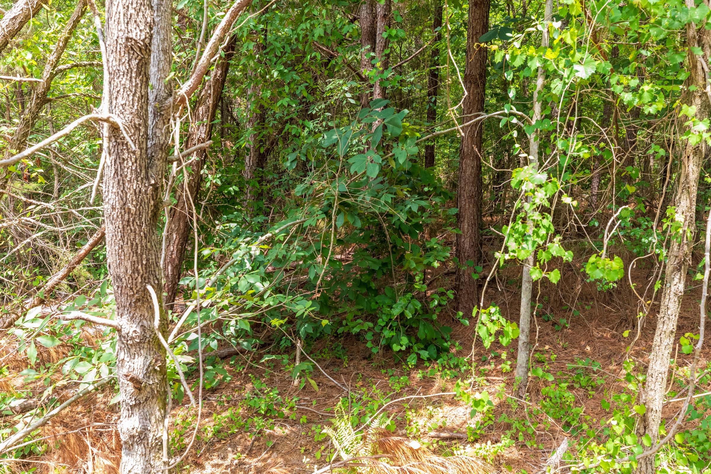 Whiskey Ridge Tract 8 photo 9