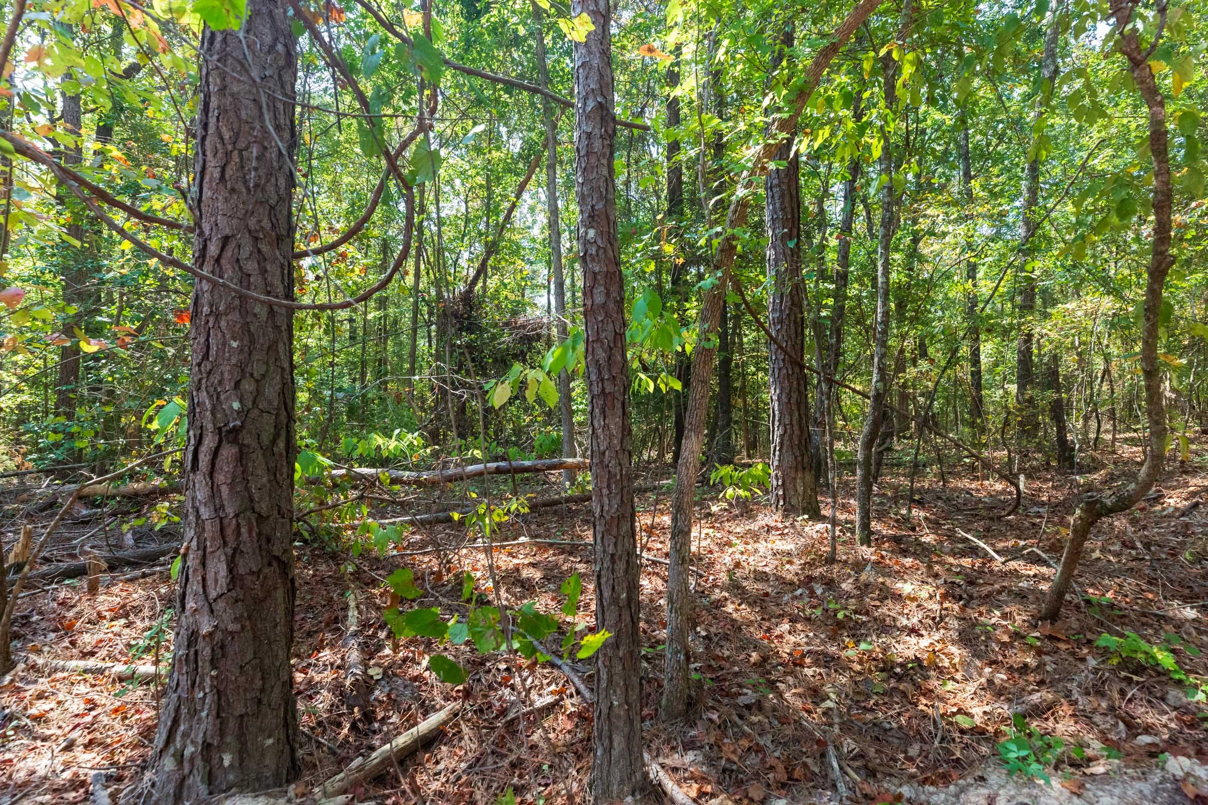 Willow Grove Tract 8 photo 6
