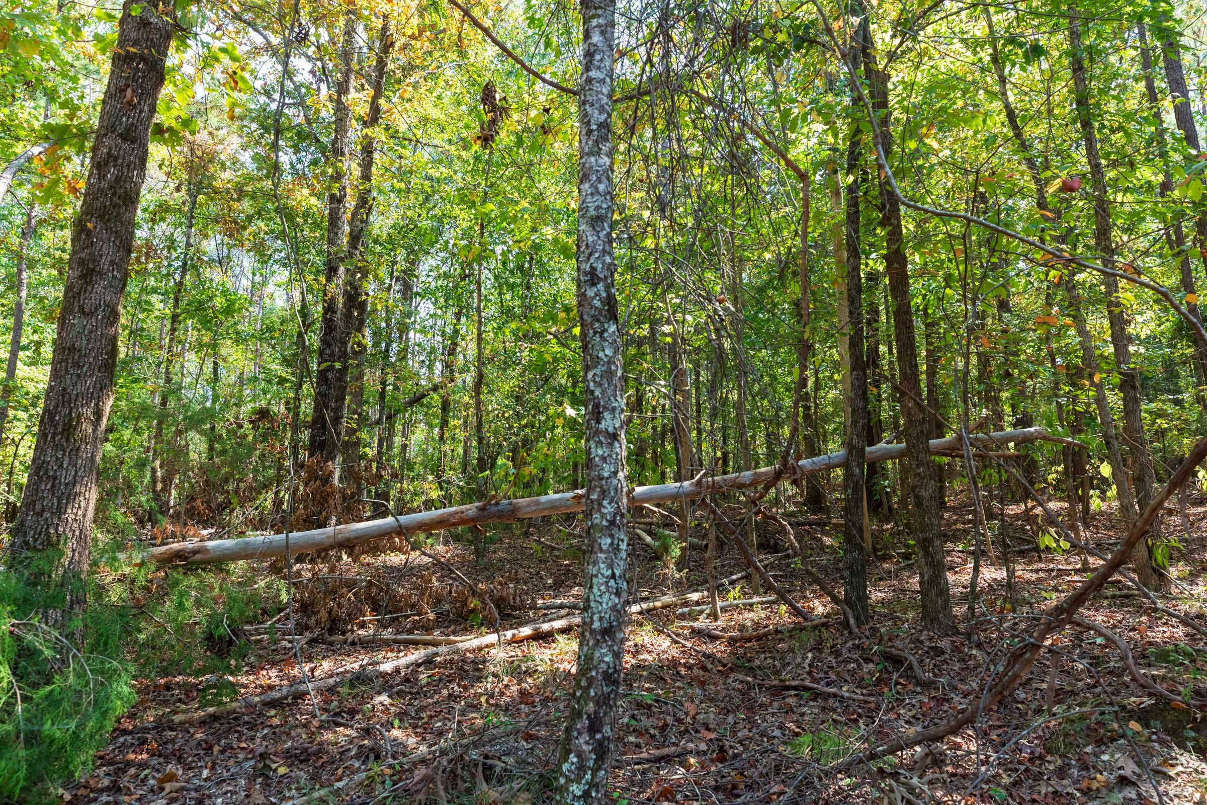 Willow Grove Tract 8 photo 12