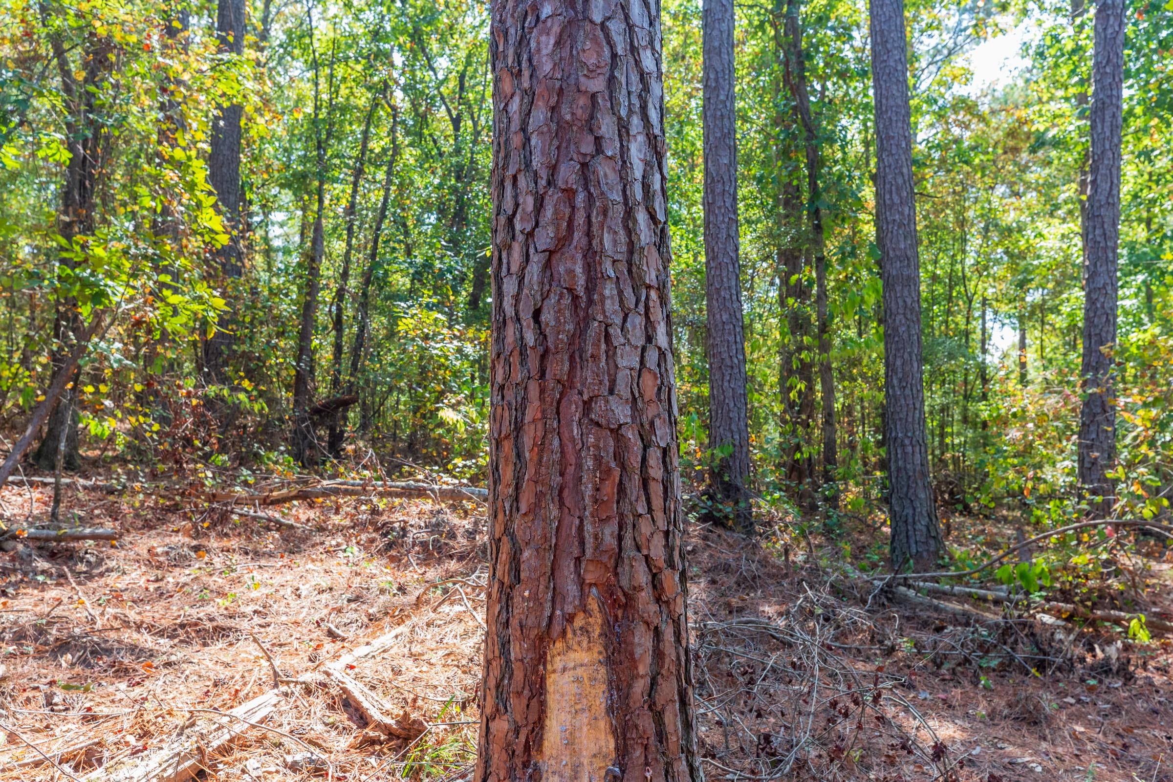 Willow Grove Tract 8 photo 14