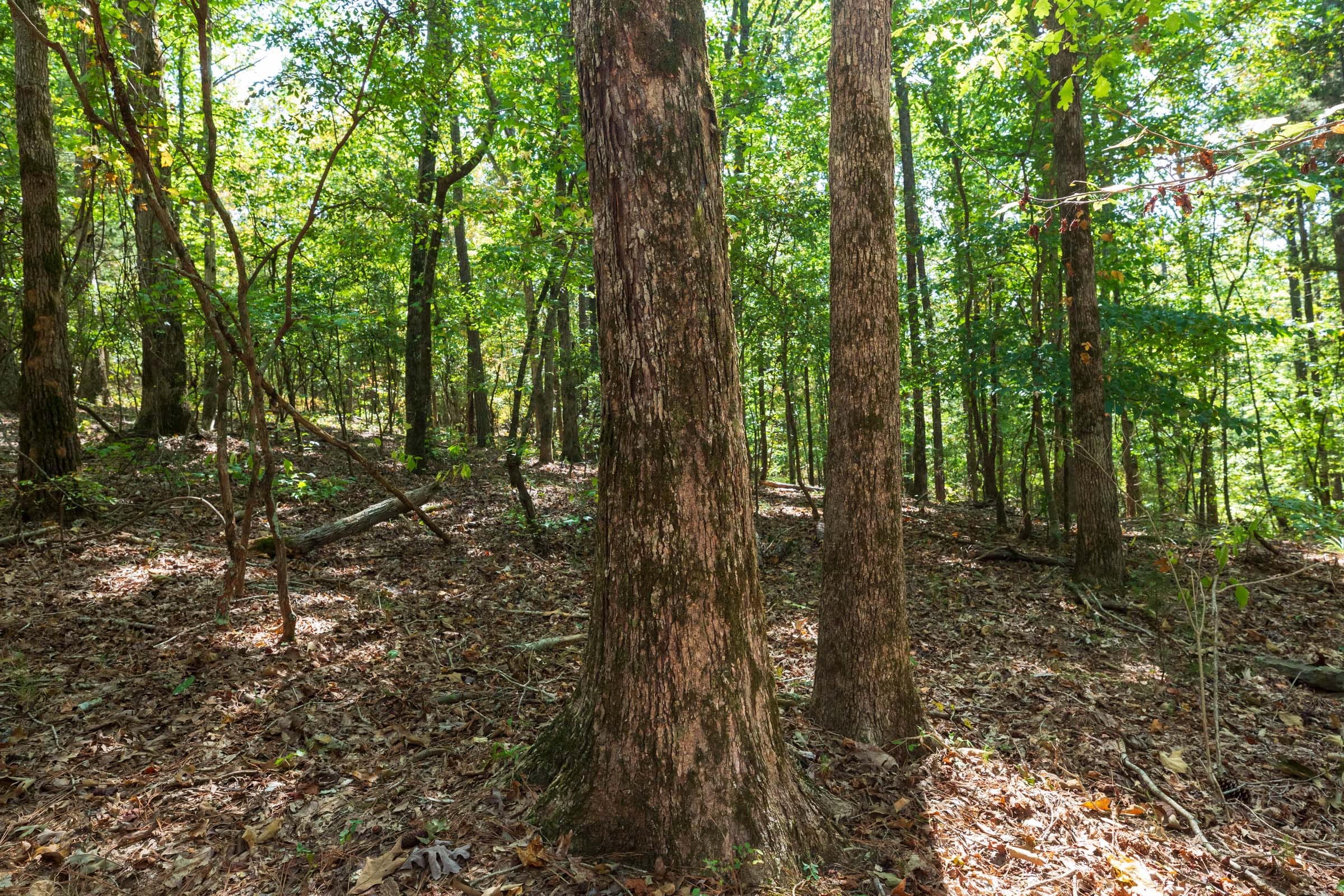 Willow Grove Tract 8 photo 17