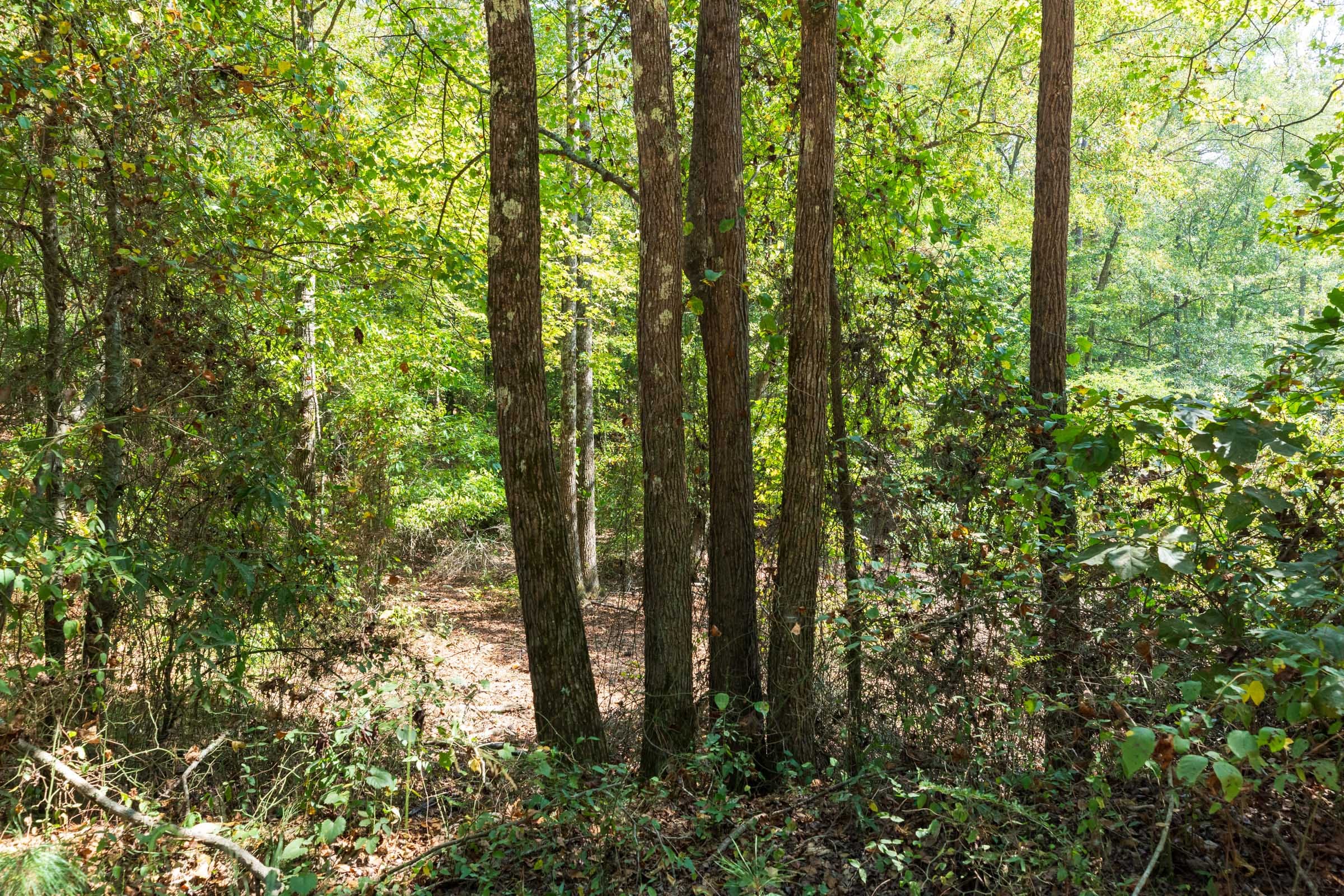 Willow Grove Tract 8 photo 19