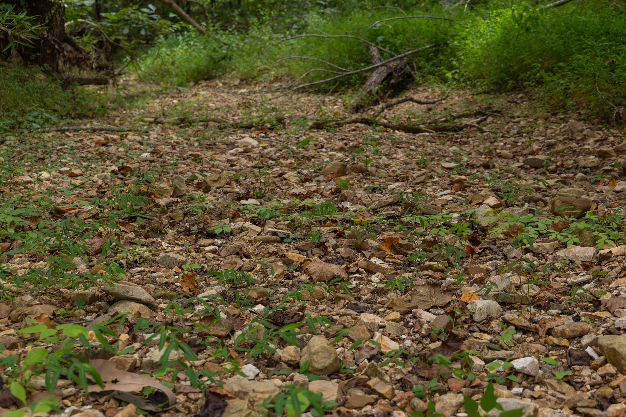 Big White Oak Tract 119 photo 3
