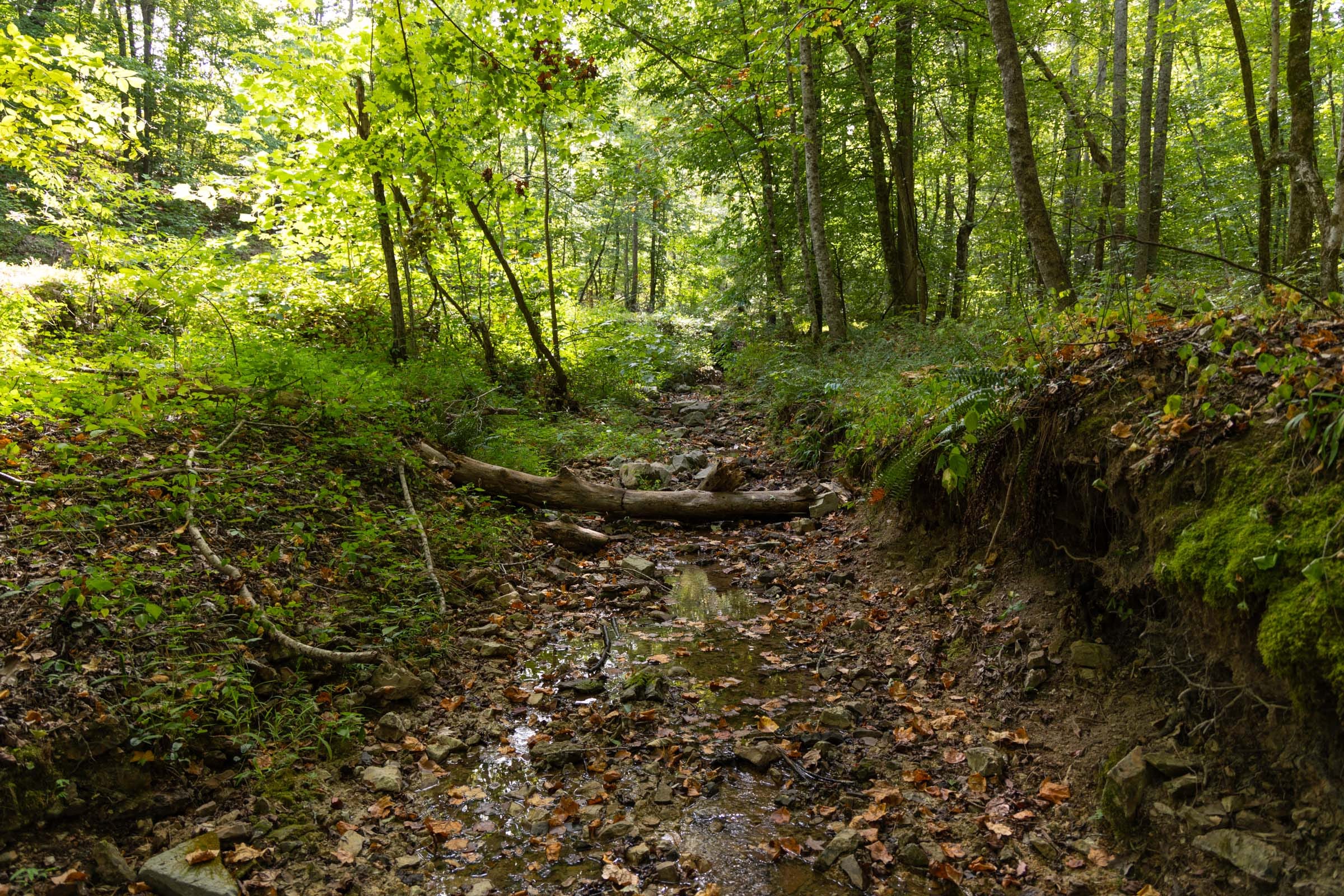Big White Oak Tract 149 photo 18