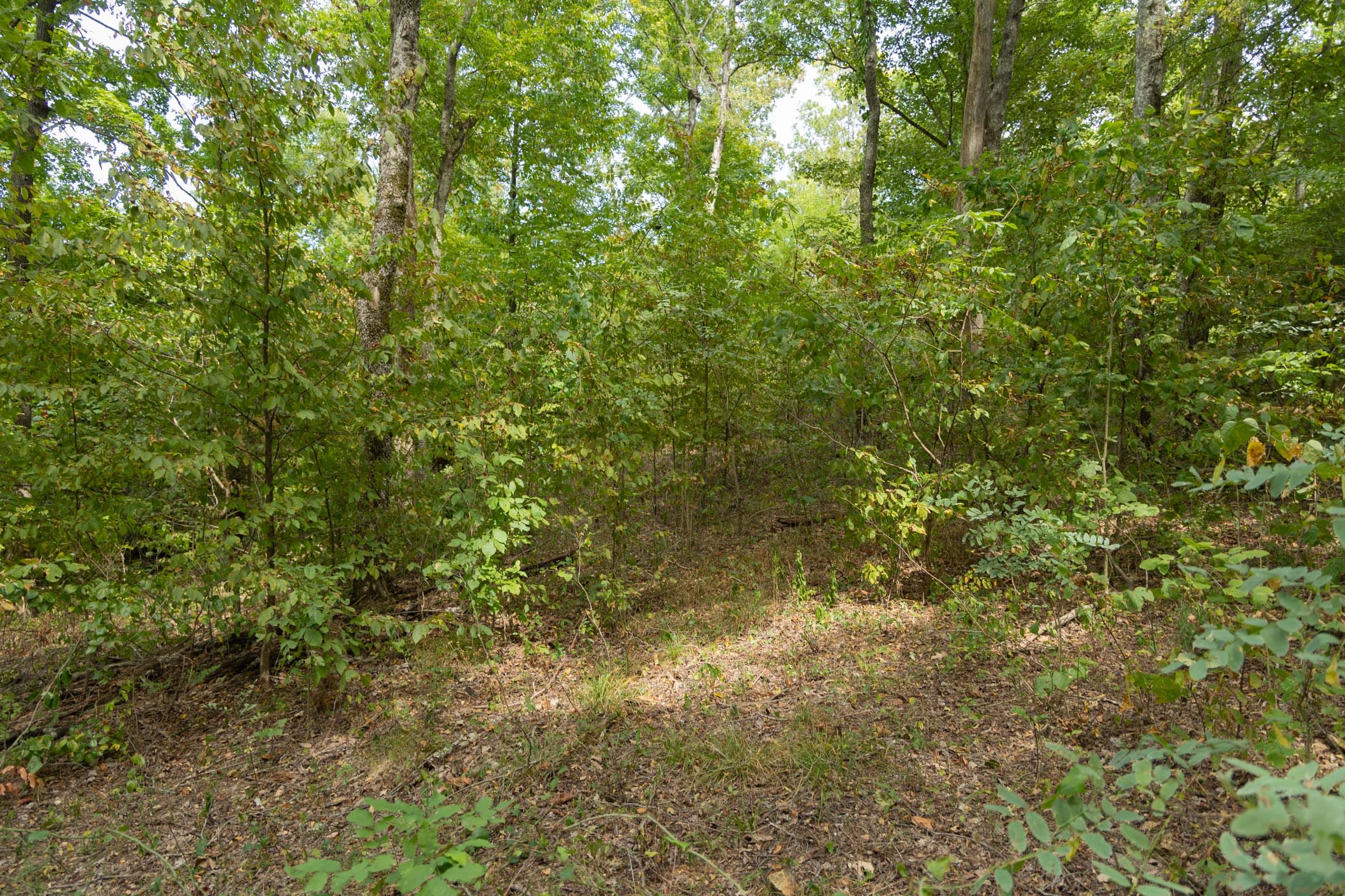 Big White Oak Tract 119 photo 16