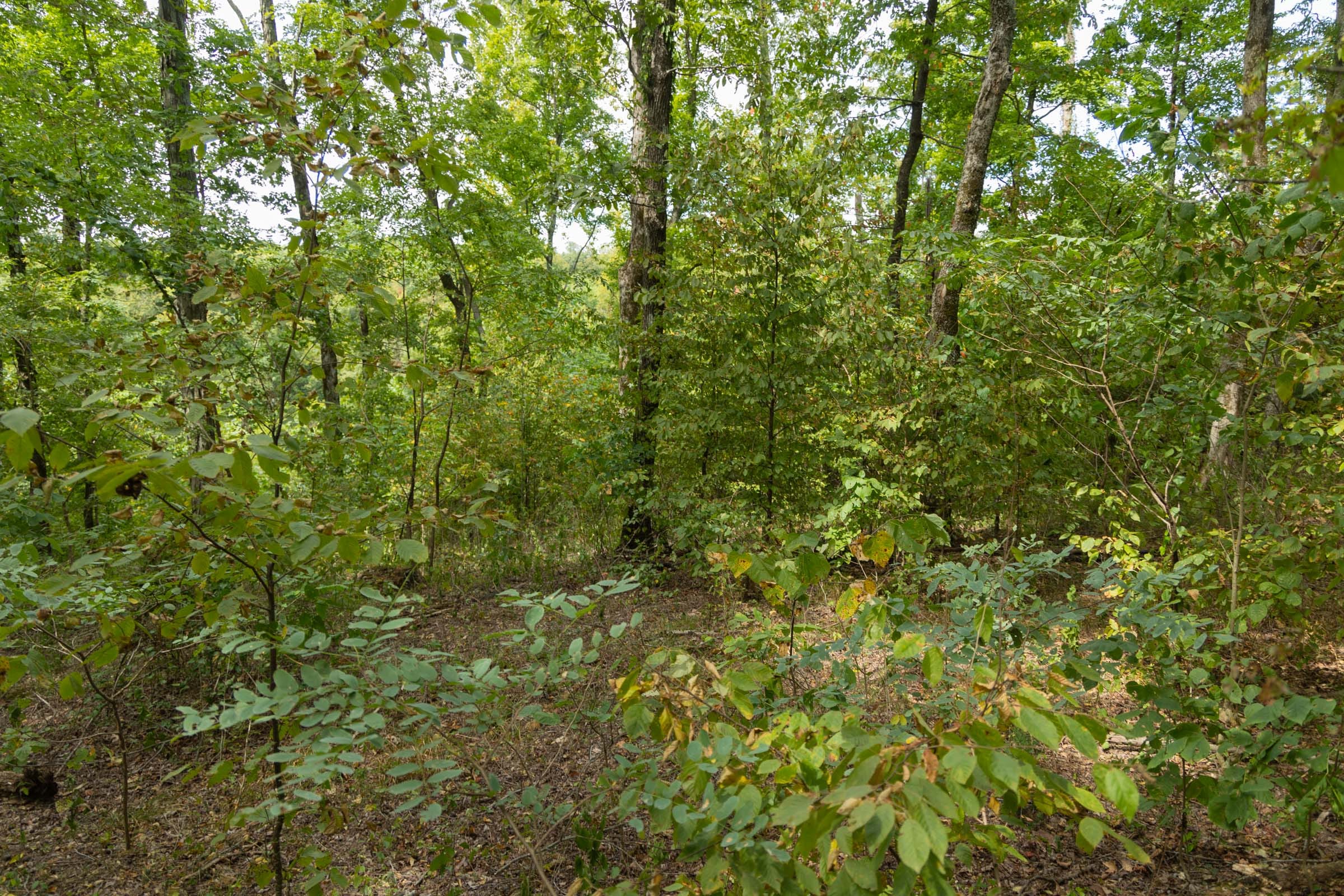 Big White Oak Tract 119 photo 15