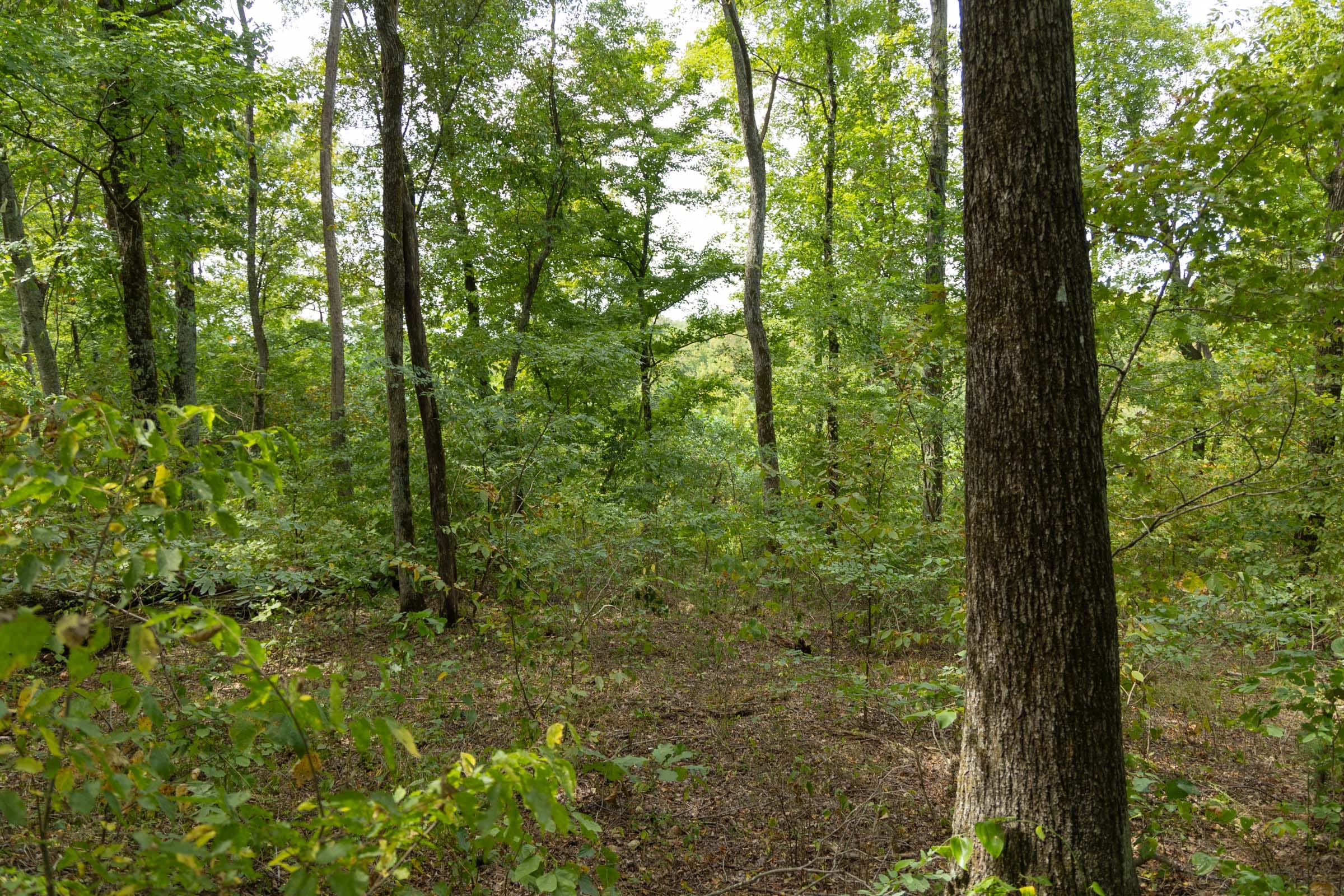 Big White Oak Tract 119 photo 13