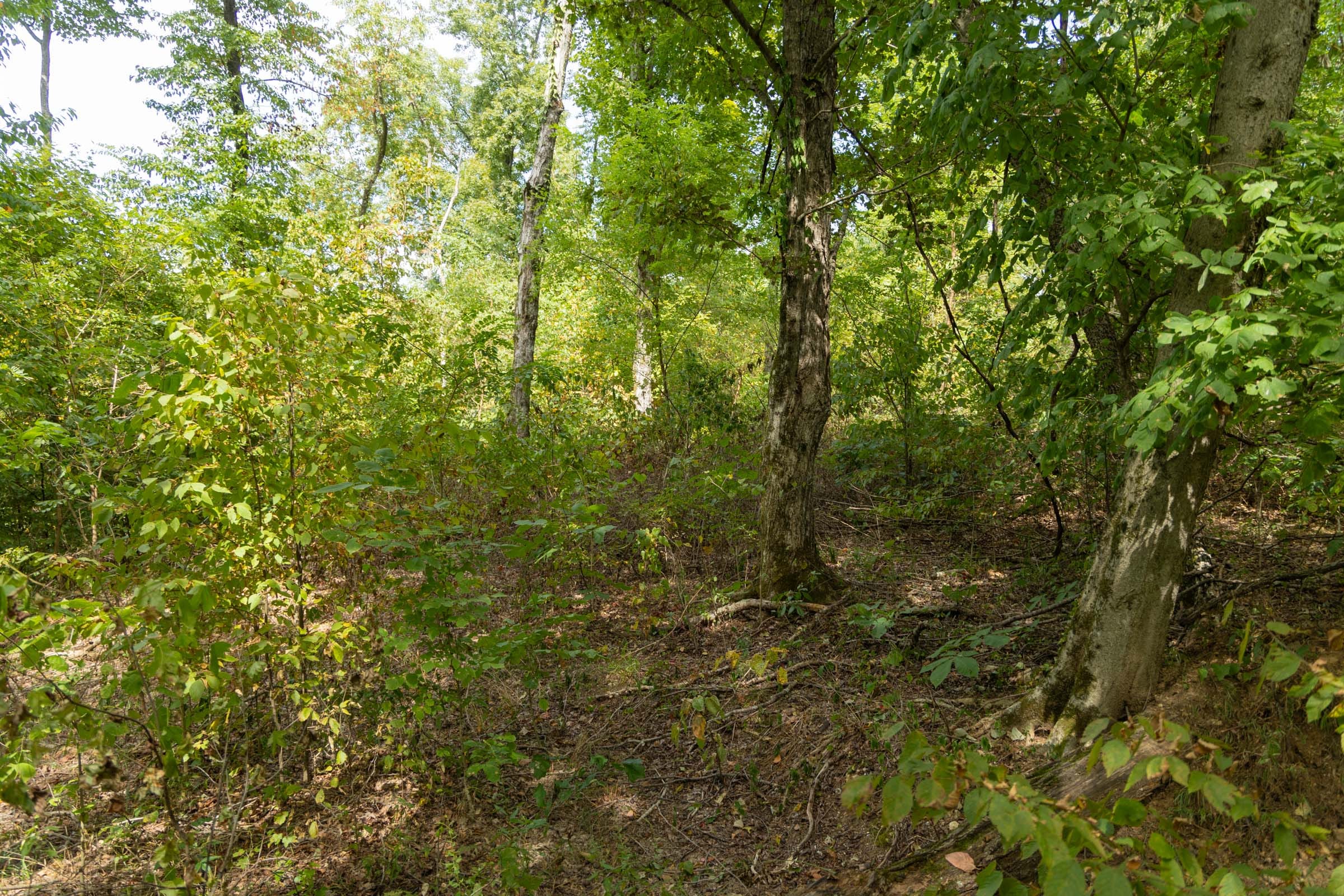 Big White Oak Tract 119 photo 12