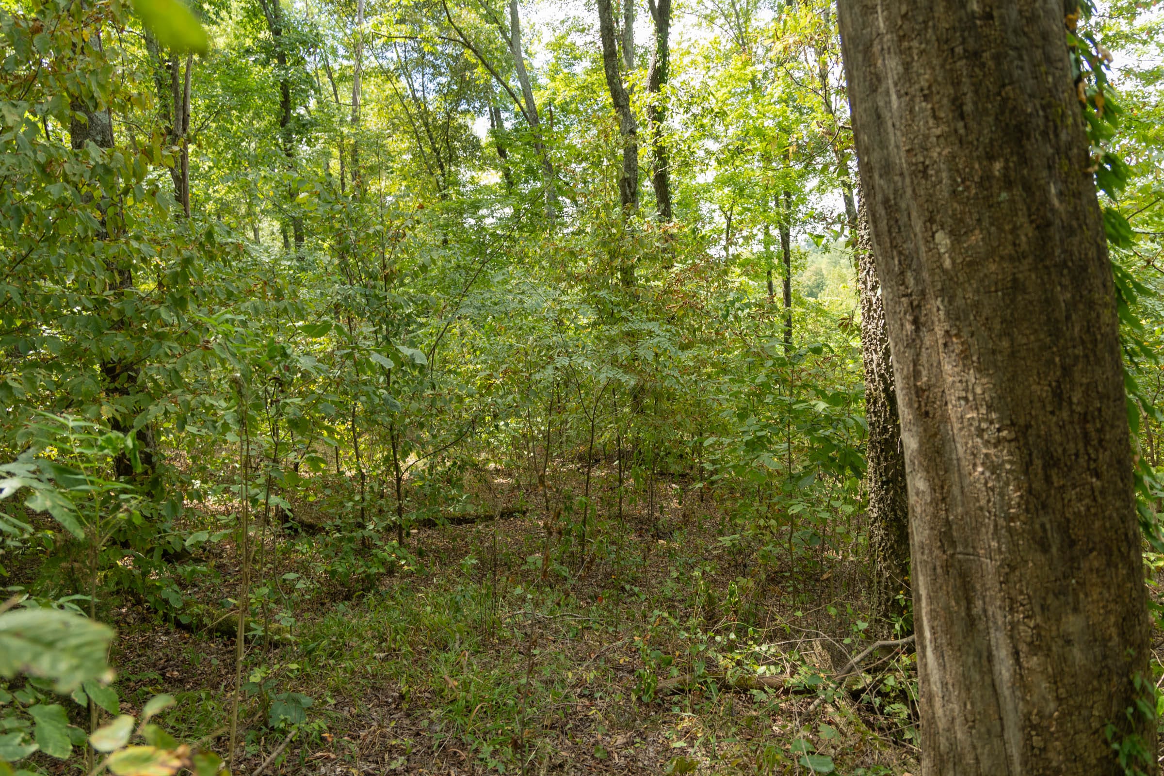 Big White Oak Tract 119 photo 11