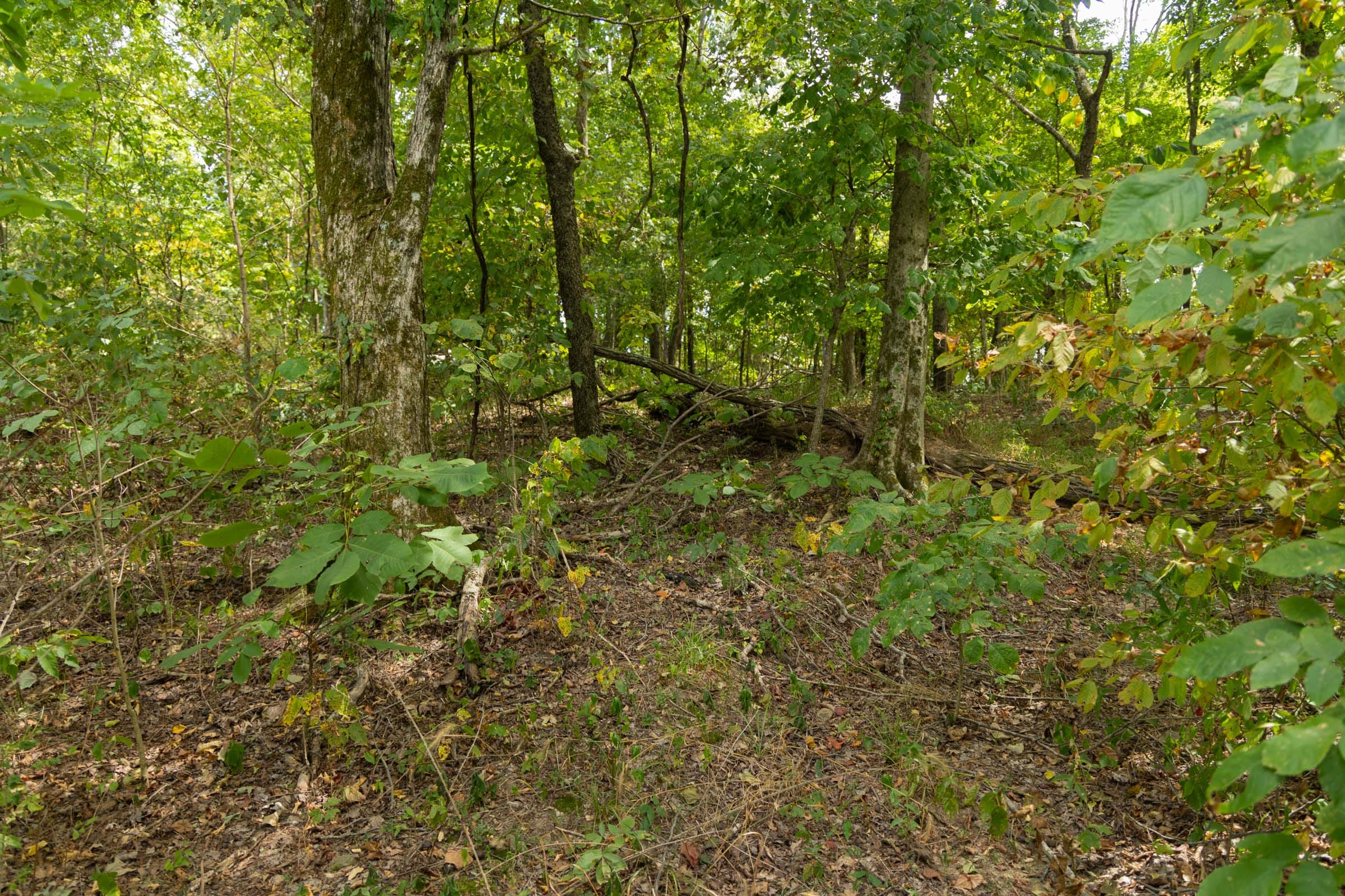 Big White Oak Tract 119 photo 9