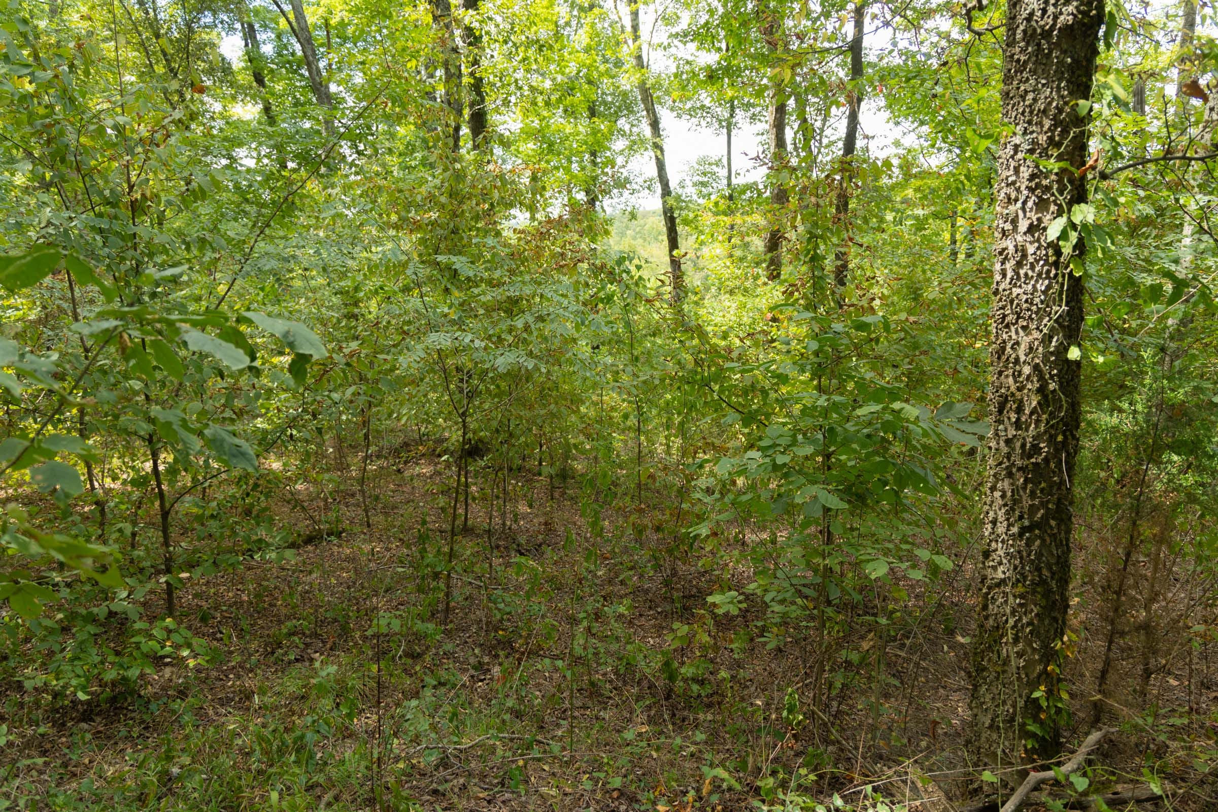 Big White Oak Tract 119 photo 7