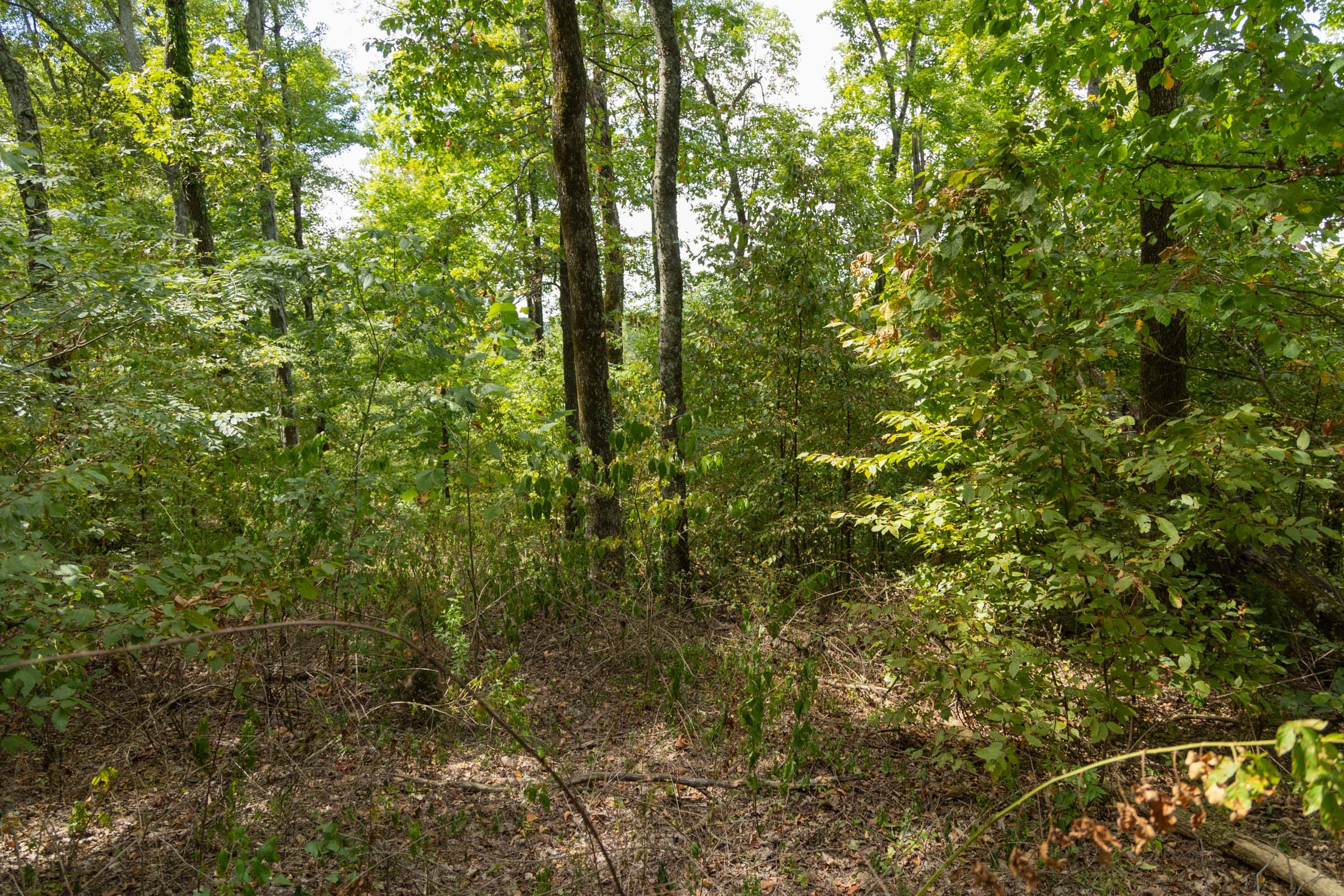 Big White Oak Tract 119 photo 6