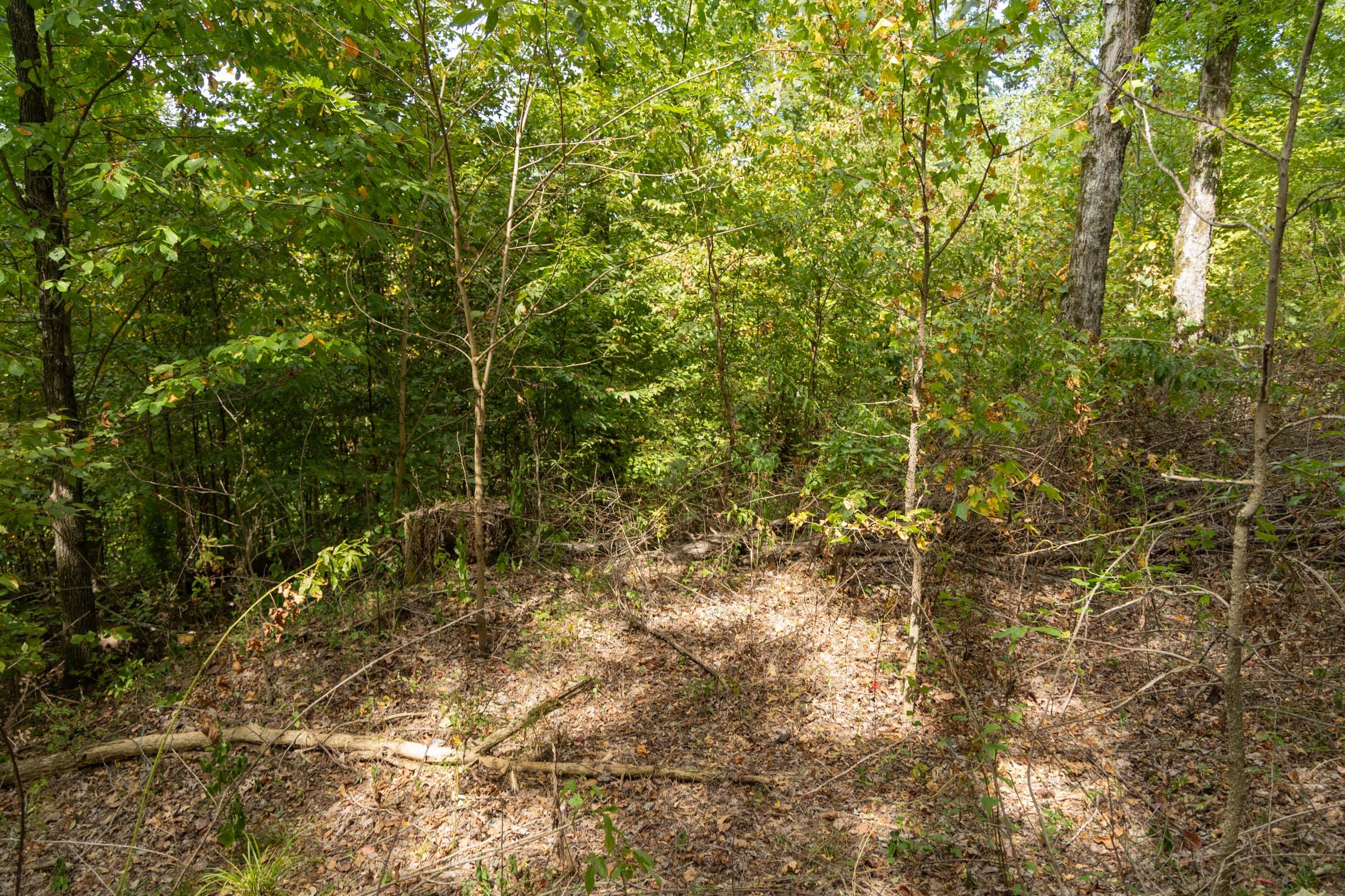 Big White Oak Tract 119 photo 5