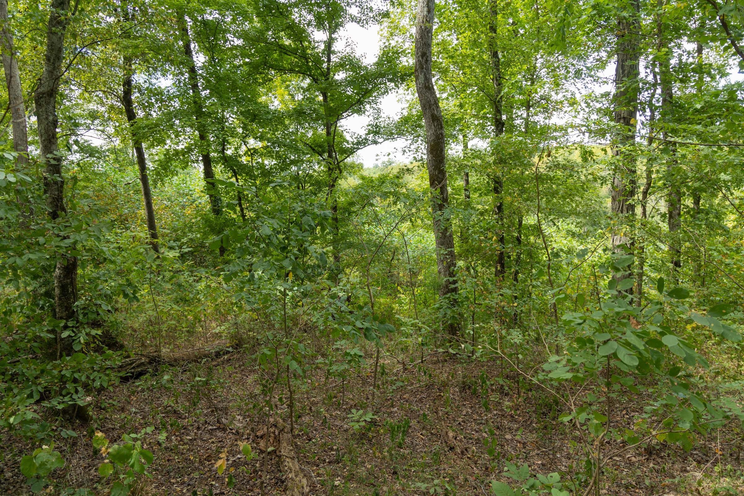 Big White Oak Tract 119 photo 4