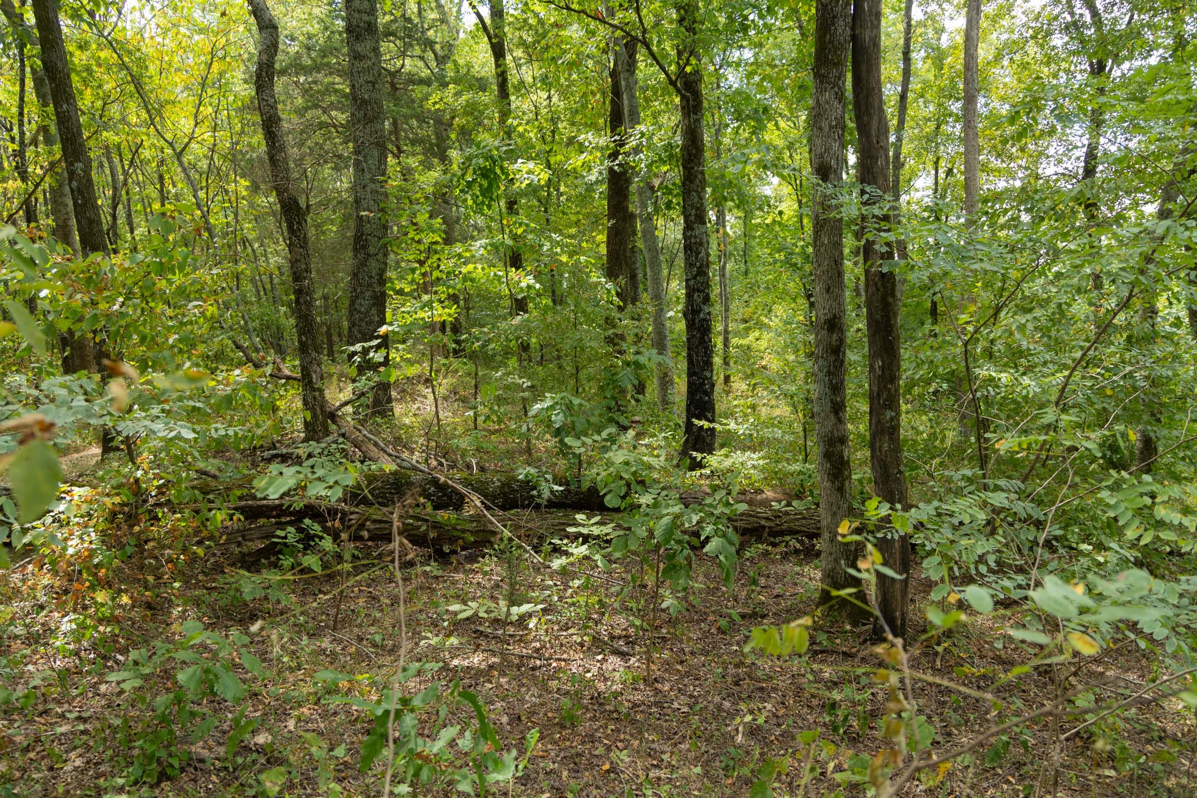 Big White Oak Tract 119 photo 2