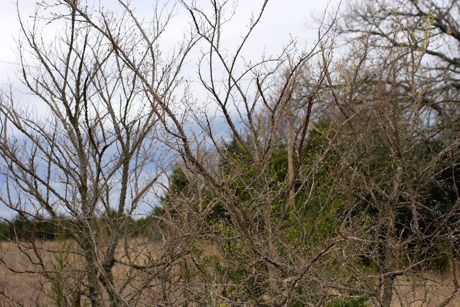 Montgomery Ranch Tract 19 photo 4