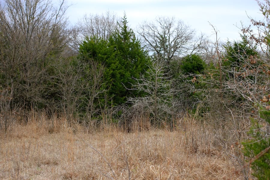 Montgomery Ranch Tract 19 photo 7