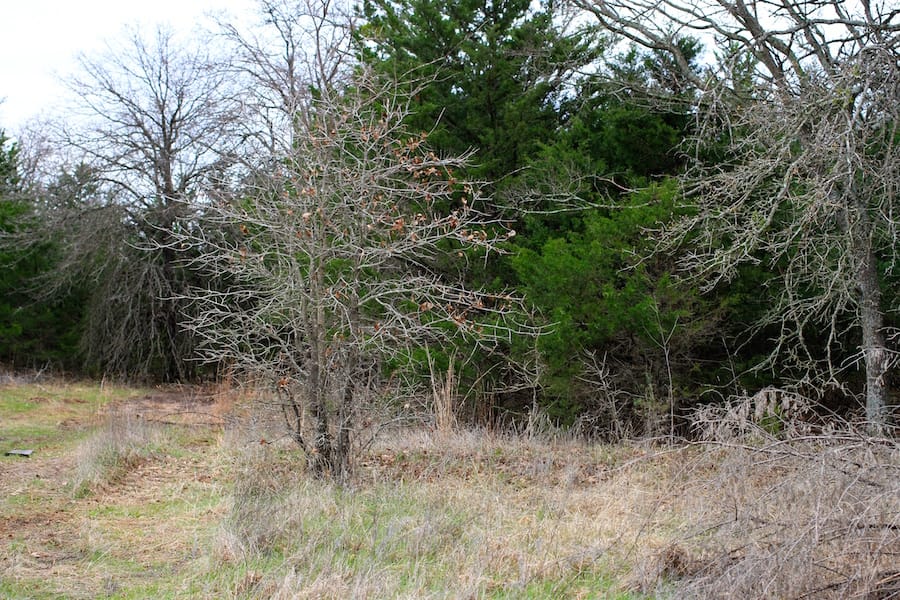 Montgomery Ranch Tract 19 photo 10