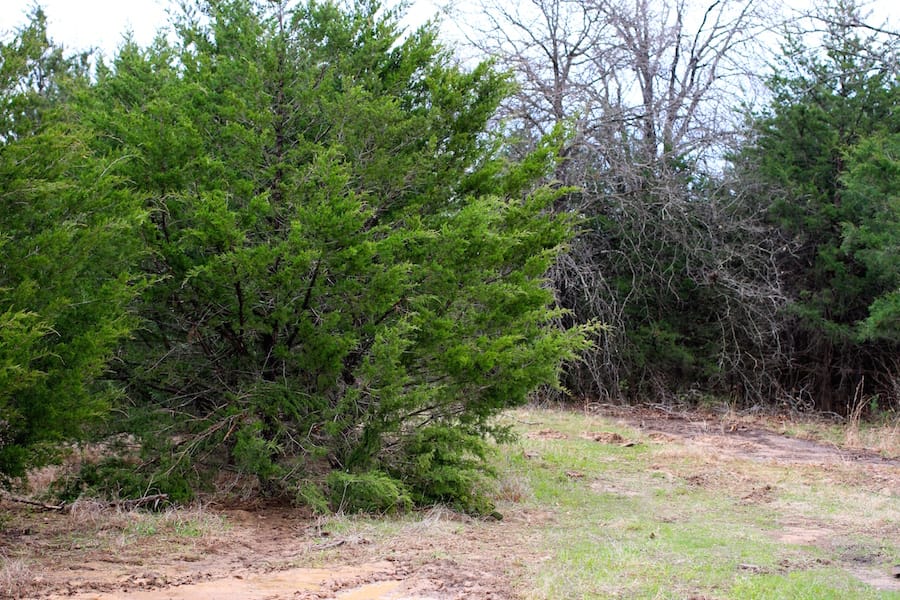 Montgomery Ranch Tract 19 photo 11