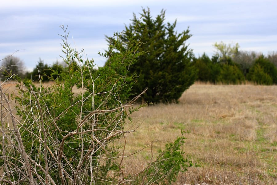 Montgomery Ranch Tract 19 photo 12