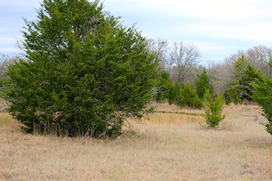 Montgomery Ranch Tract 19 photo 14