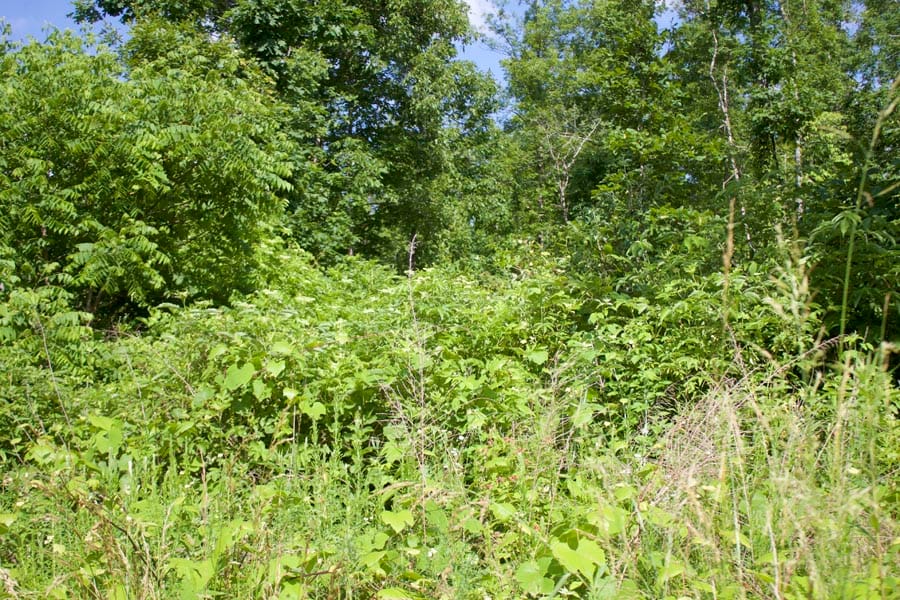 Thunder Mountain Ranch Tract 1 photo 4