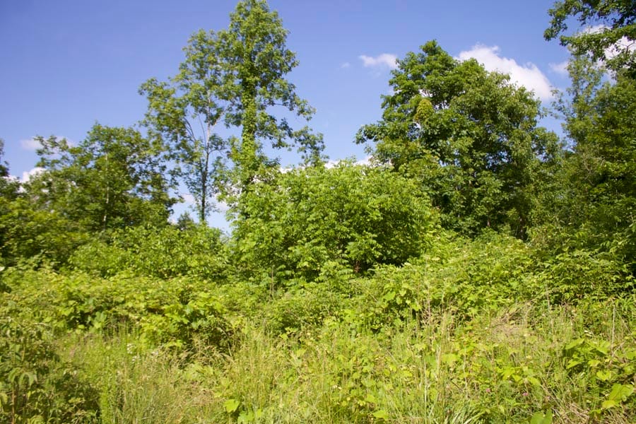 Thunder Mountain Ranch Tract 1 photo 1