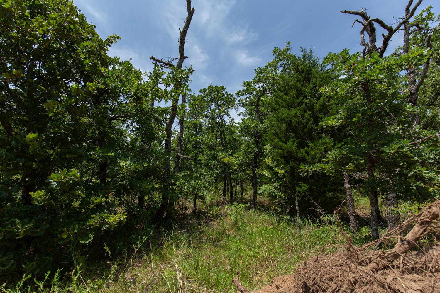 Timber Ridge Tract 46 photo 4