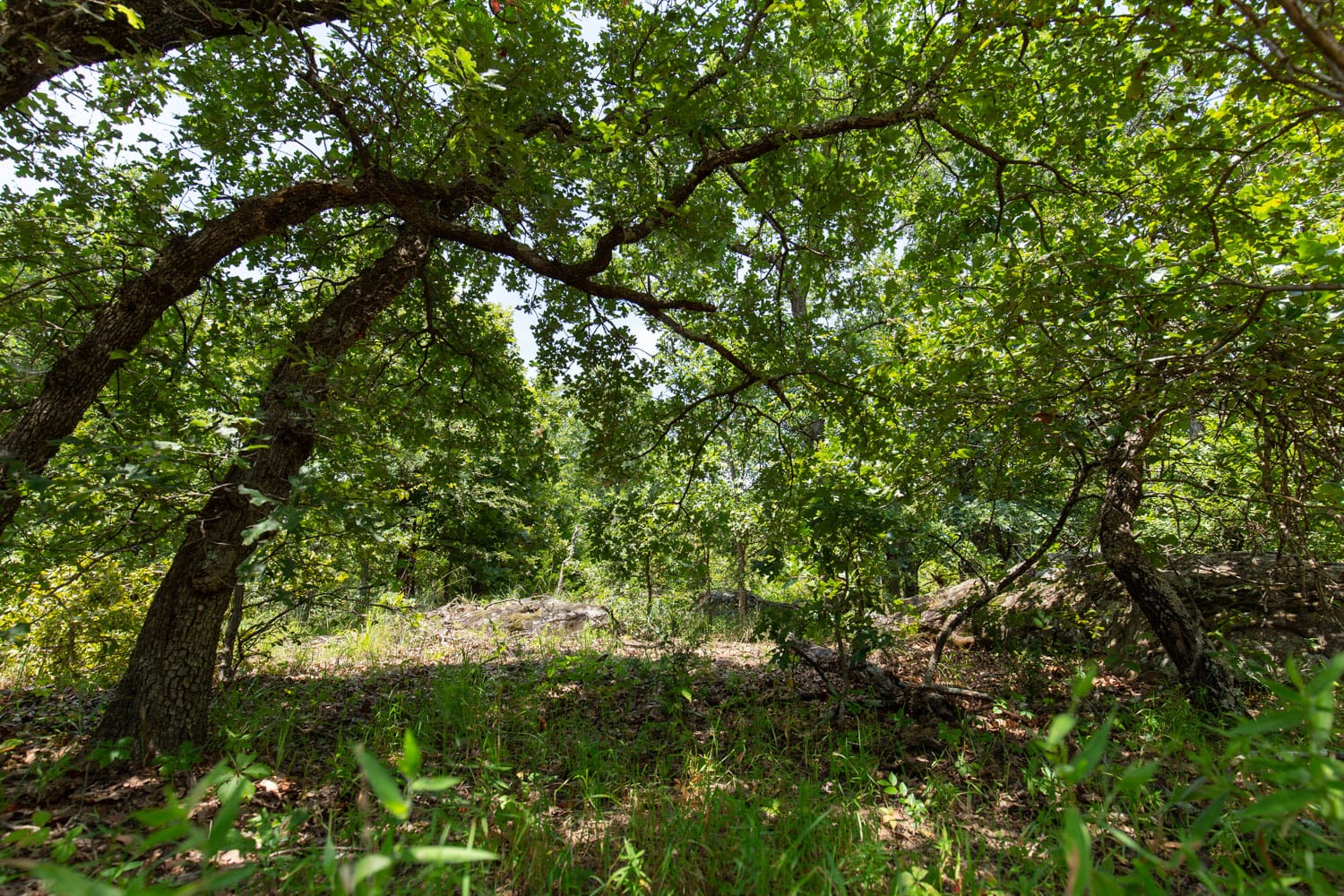 Timber Ridge Tract 46 photo 7