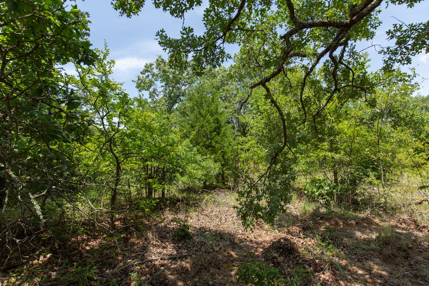 Timber Ridge Tract 46 photo 5