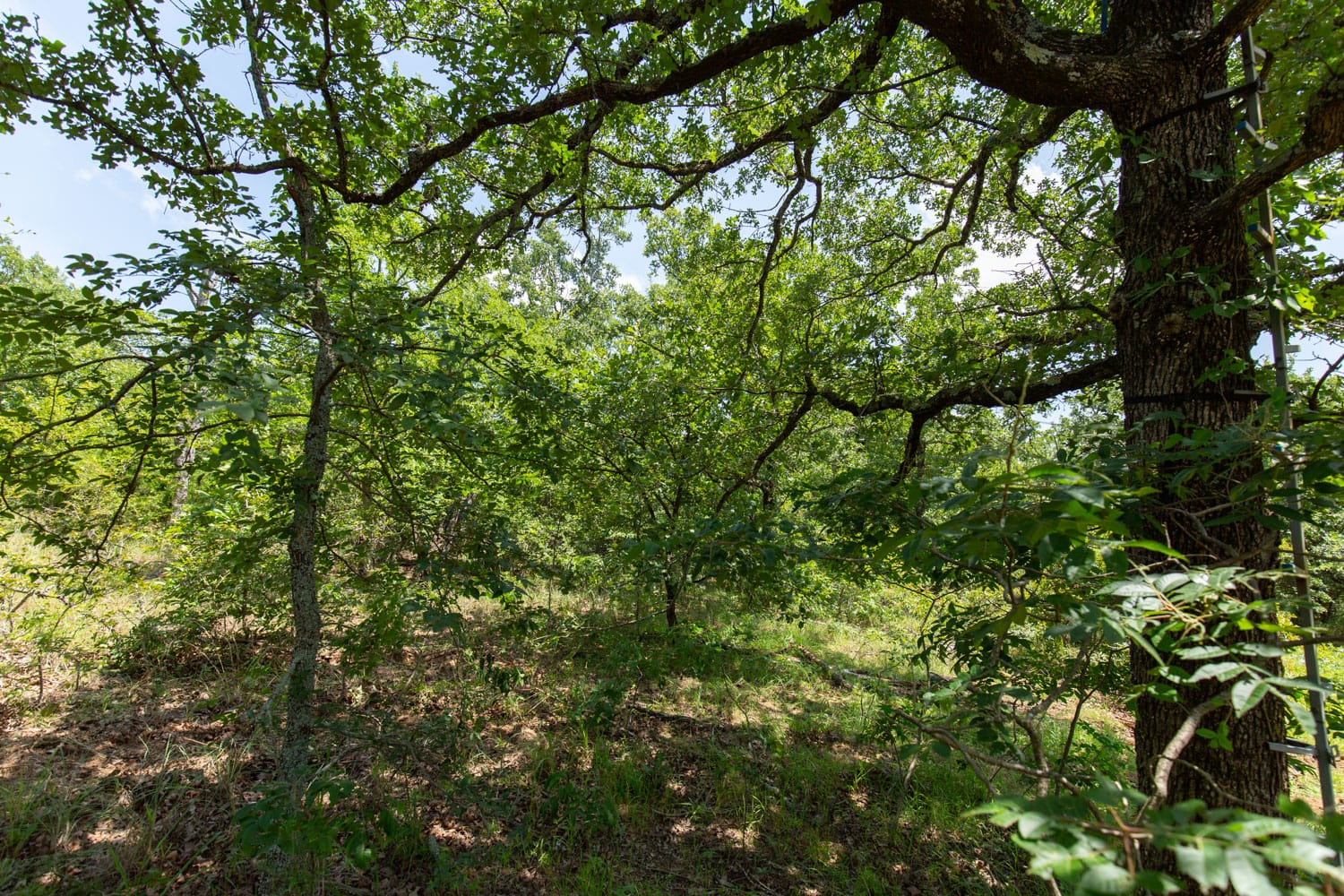 Timber Ridge Tract 46 photo 3