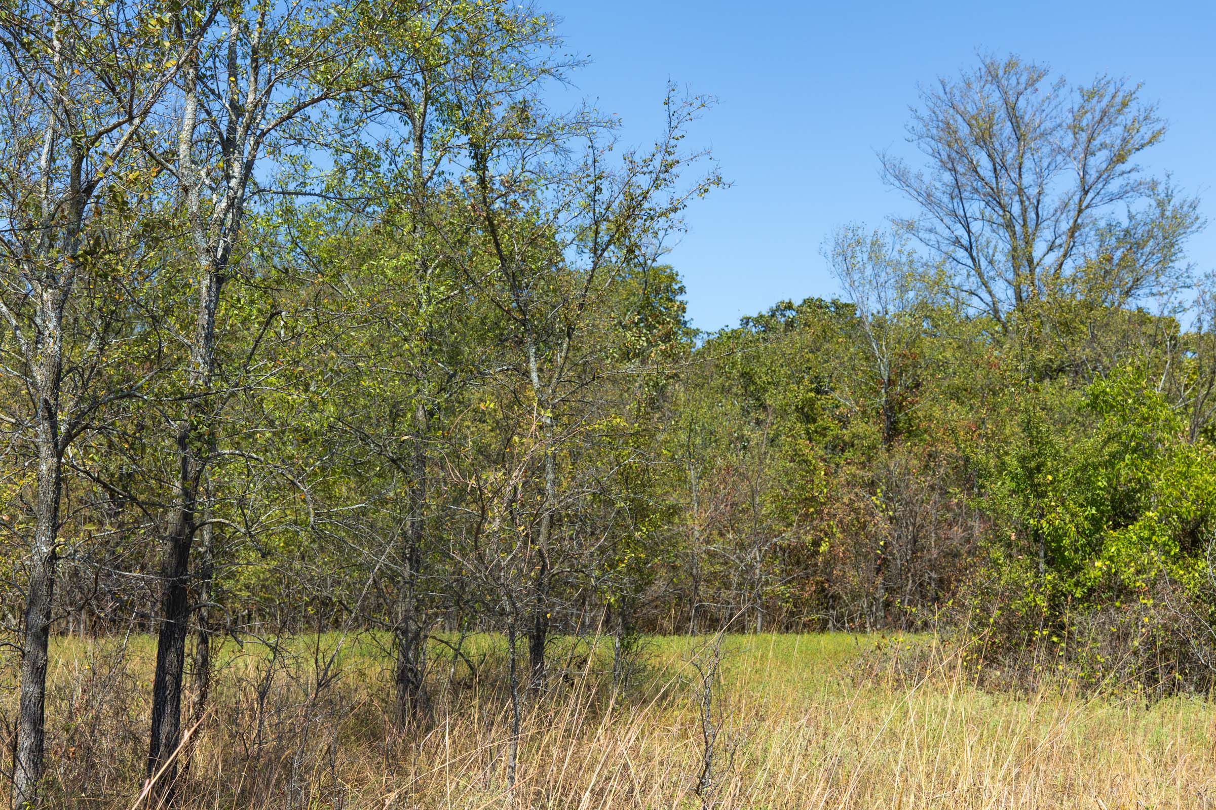 Gracyn Meadows Tract 1 photo 5