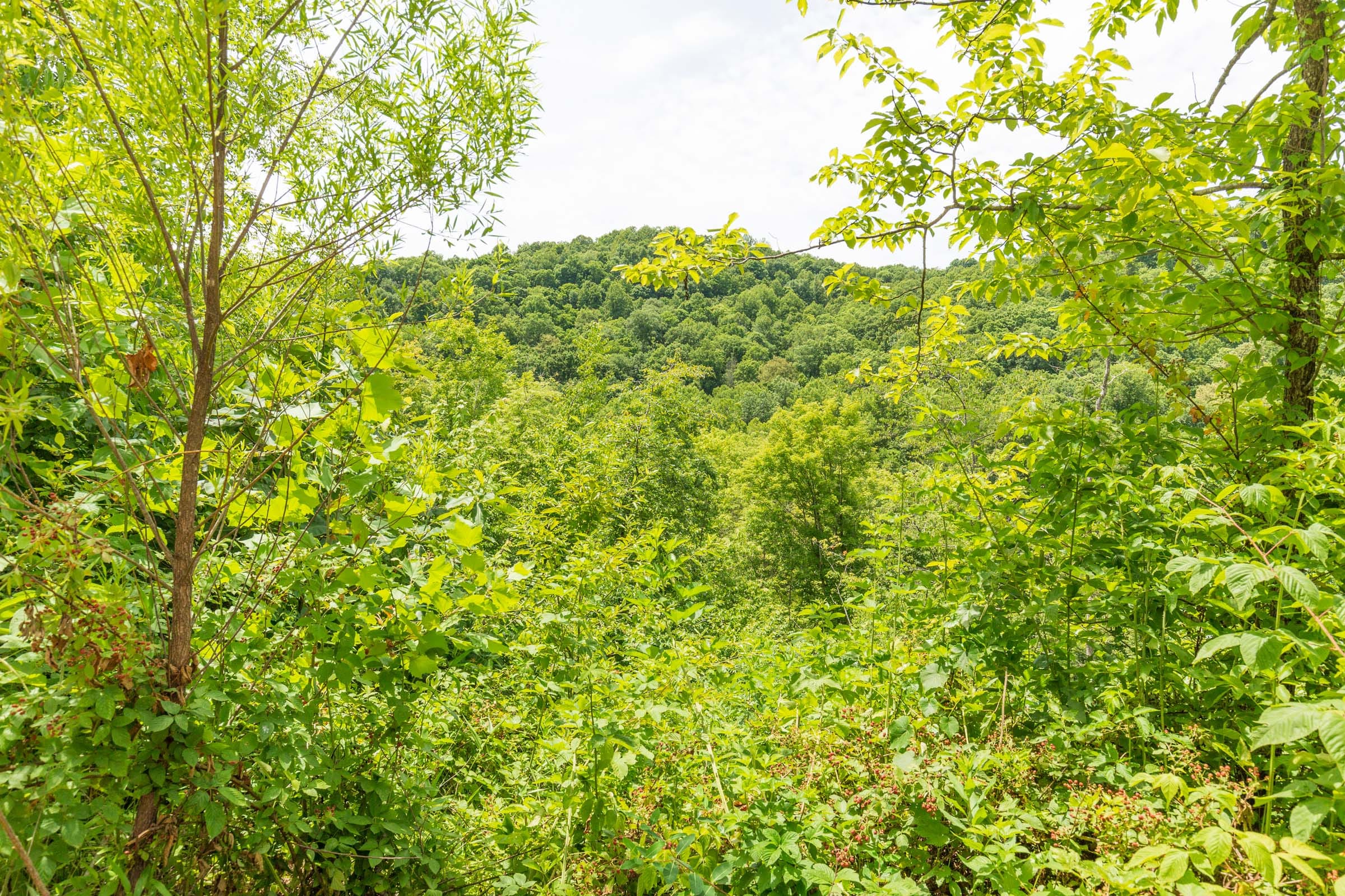 River’s Edge Tract 11 photo 6