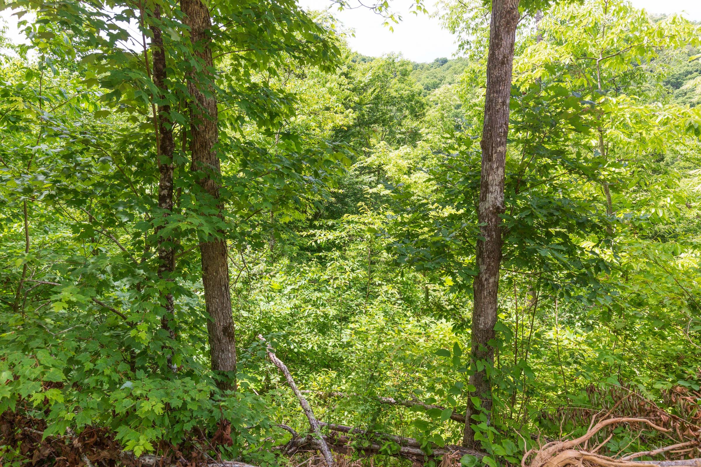 River’s Edge Tract 11 photo 8