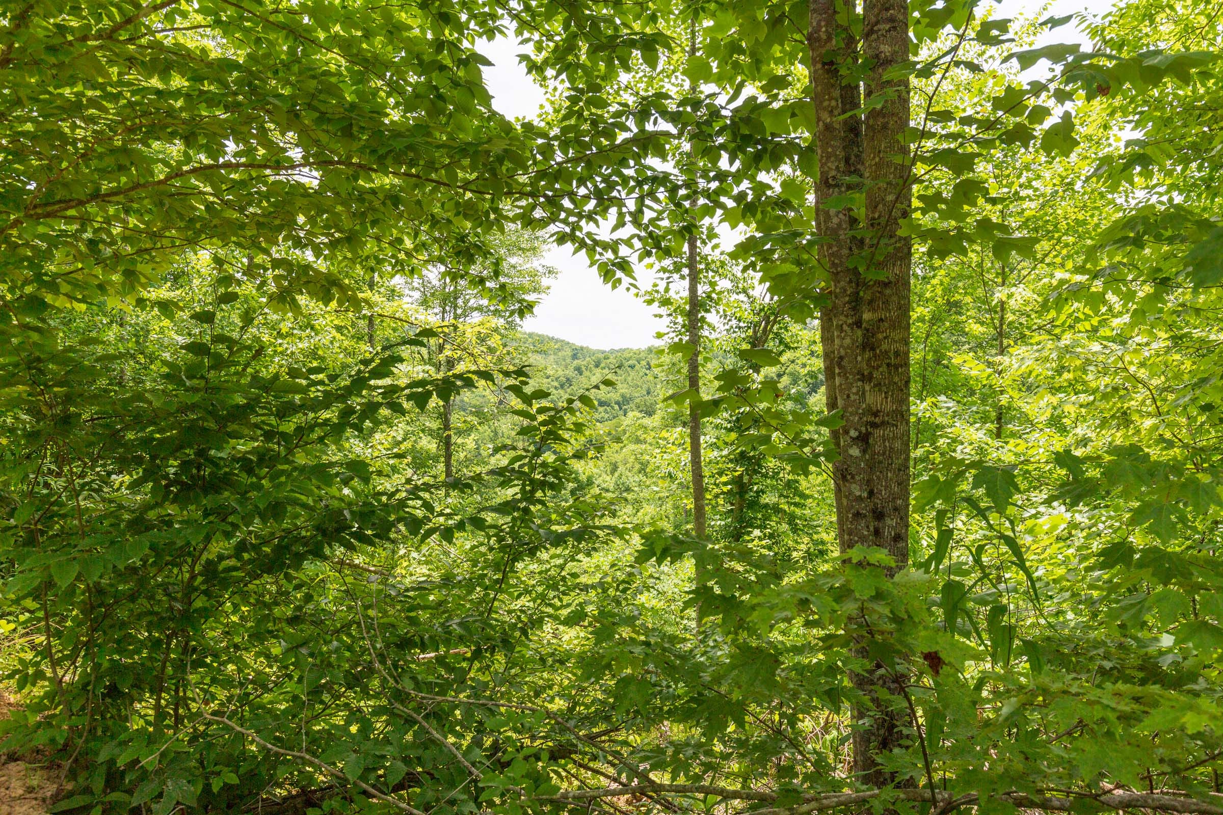 River’s Edge Tract 11 photo 10