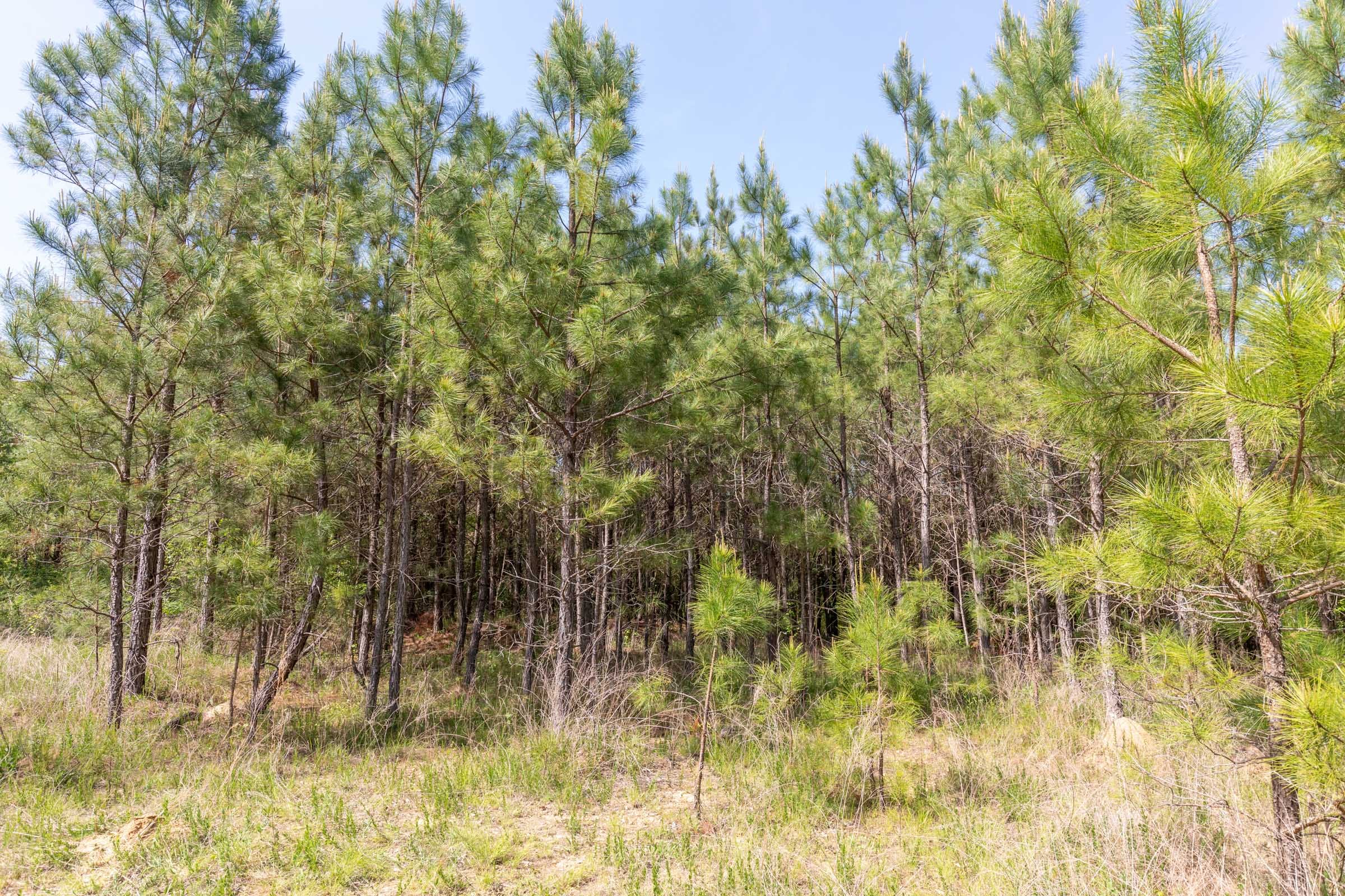 Clear Wood Tract 30 photo 9