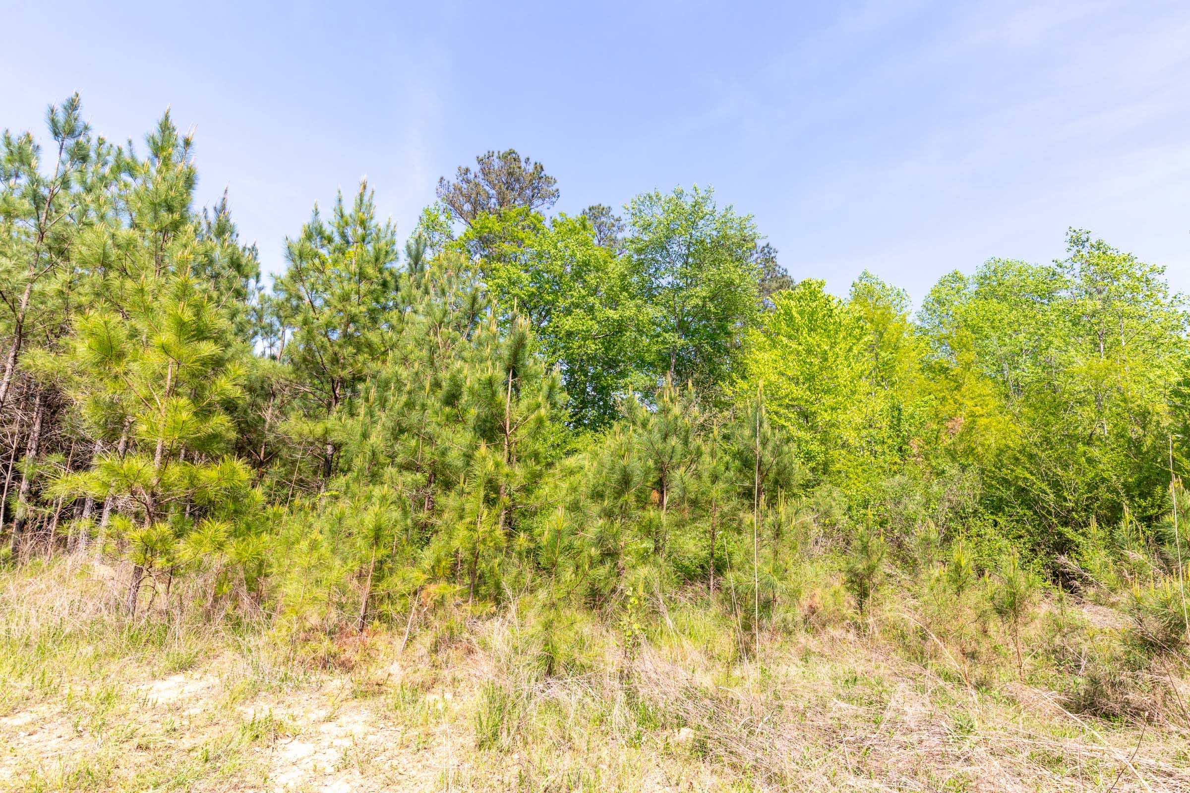Clear Wood Tract 30 photo 11