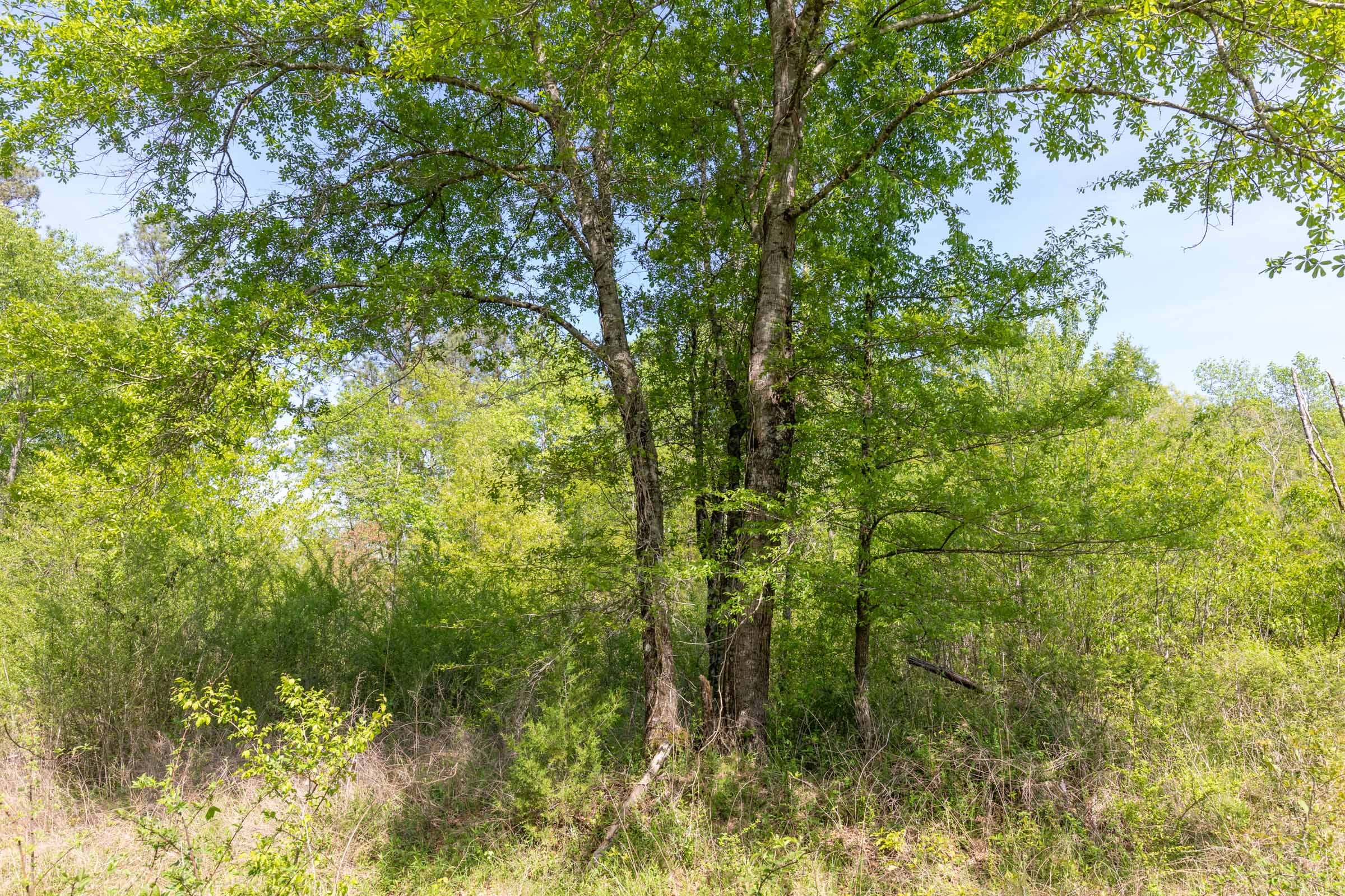 Clear Wood Tract 30 photo 12